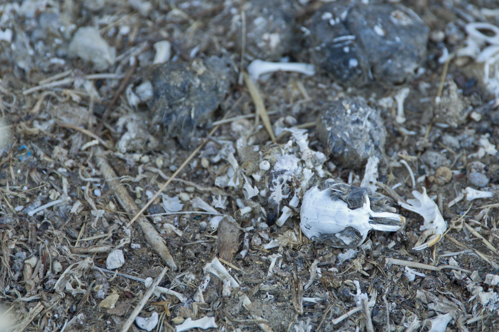 Owl pellets and scattered small bones on the ground, with a tiny rodent skull lying among the debris