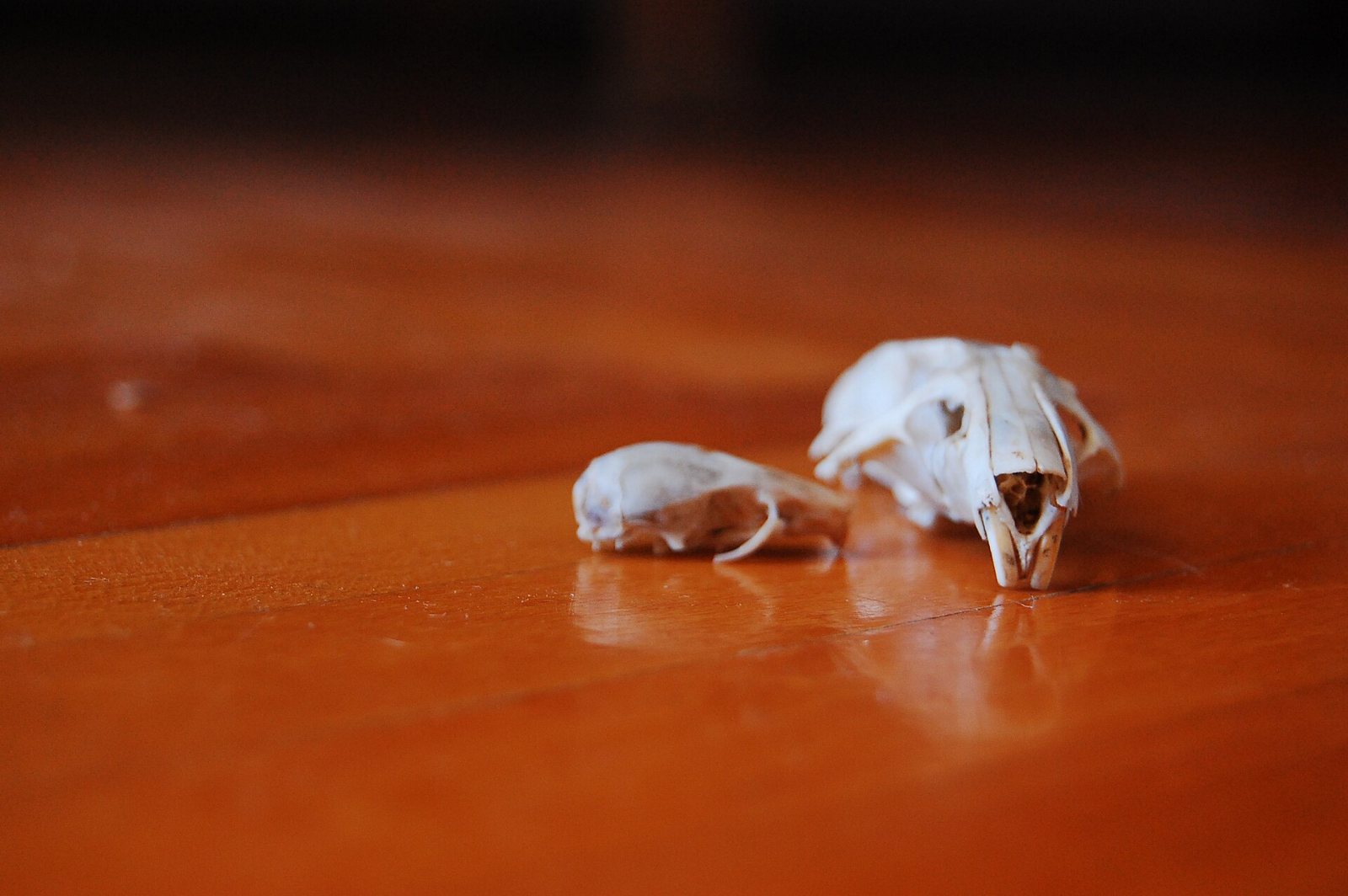 Two small skulls on a polished wooden floor, a larger rat skull behind a smaller mouse skull