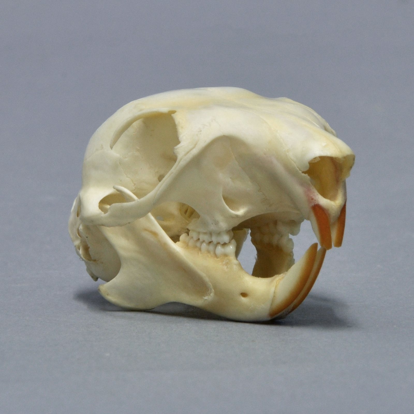 A red squirrel skull seen at an angle, with a wide cheekbone arch, a rounded braincase and orange front teeth, on a grey background