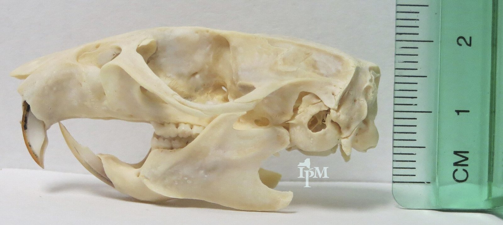 Side view of a Norway rat skull beside a ruler marked in centimetres, showing its small size and long front teeth