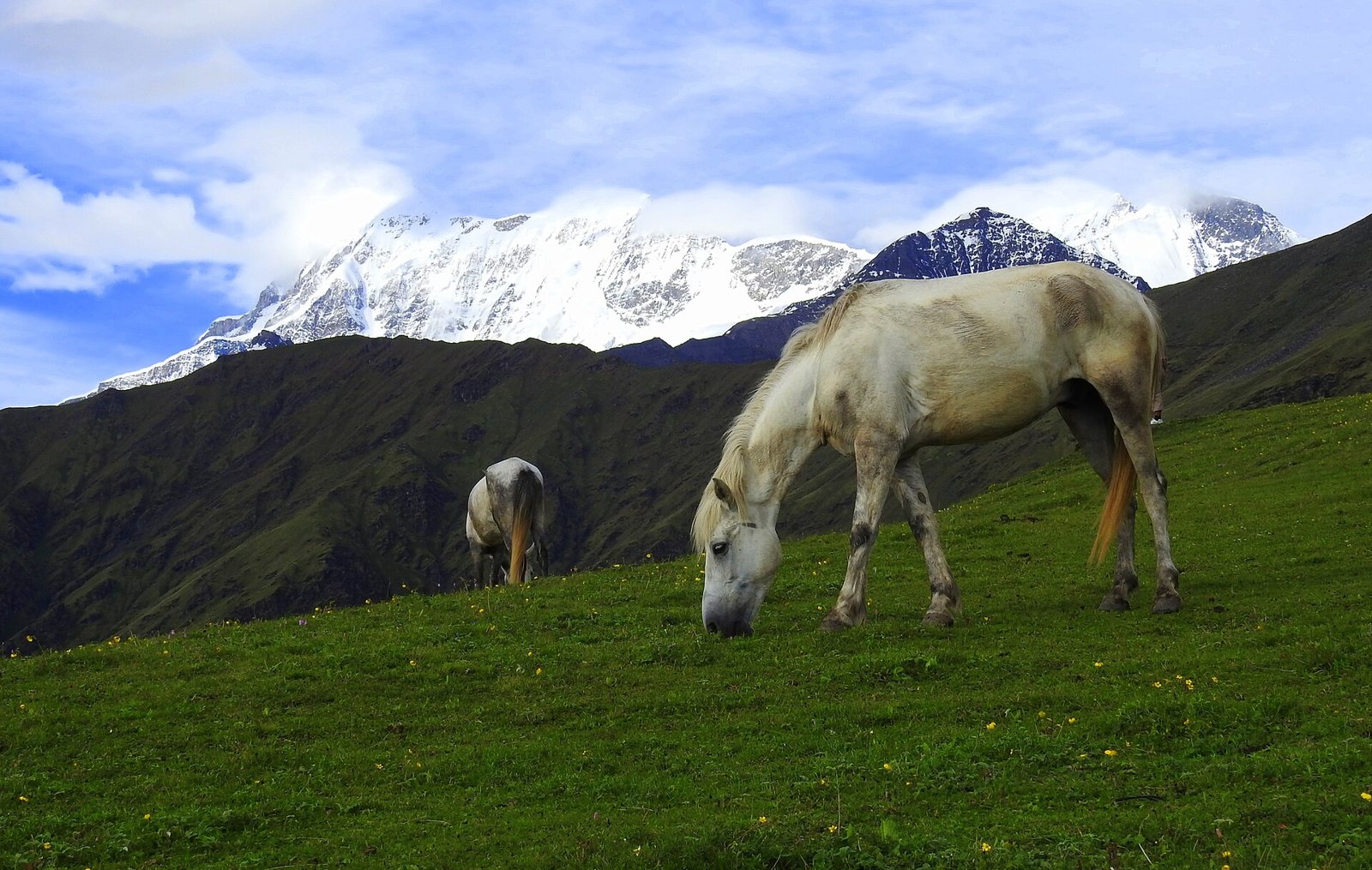 Two white horses grazing on a steep green meadow with snow-covered peaks and clouds behind them