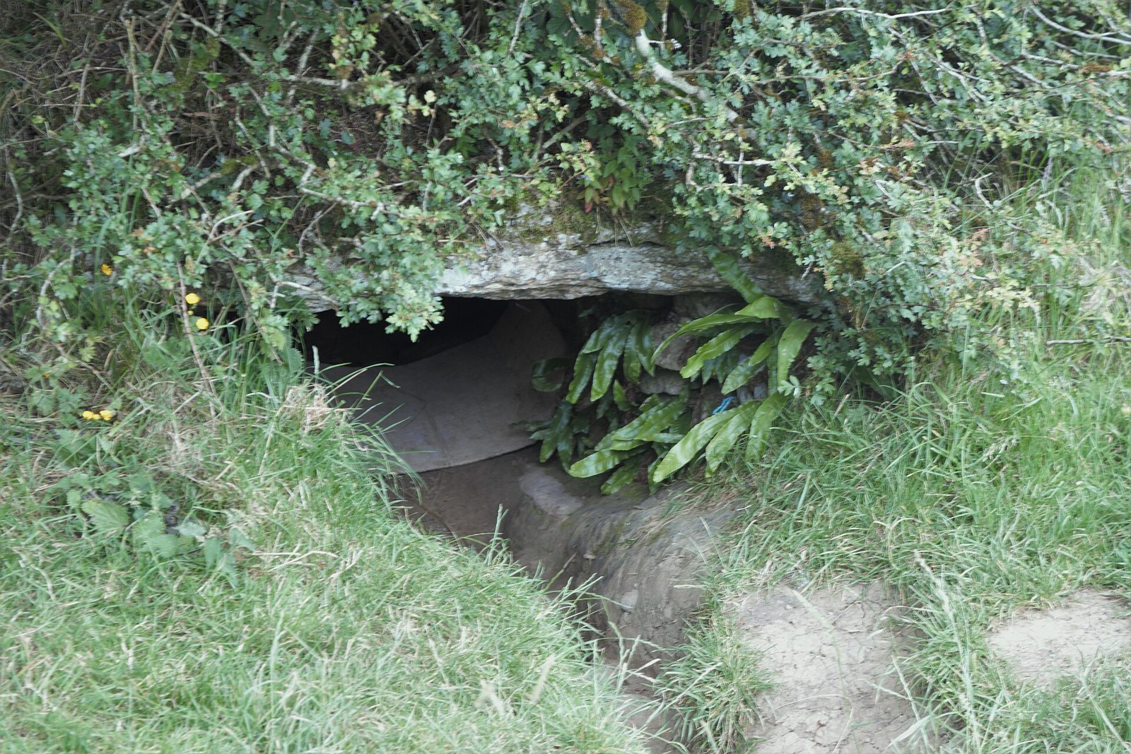 The low stone-lintelled entrance of Oweynagat cave, half hidden in a grassy bank beneath bushes and ferns