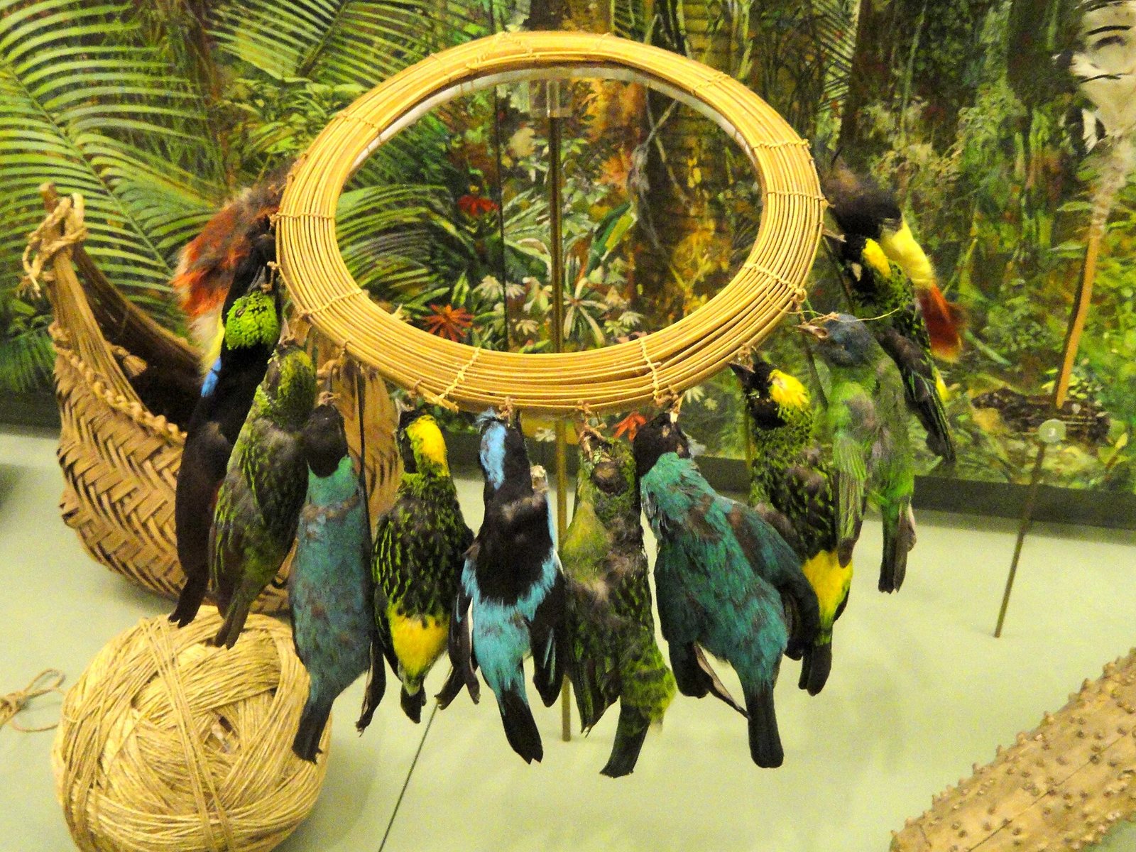 A museum display of a woven ring headdress hung with the skins of small, brightly coloured birds in blue, green, yellow and black, beside a woven basket and a ball of plant fibre string