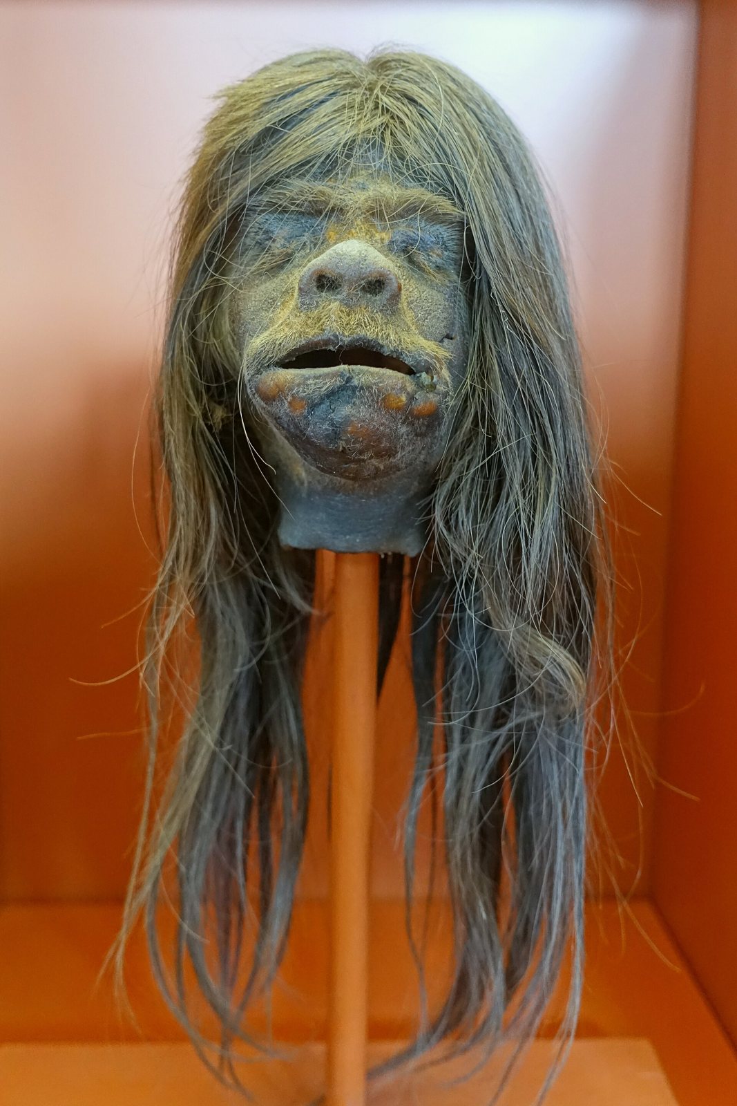 A small shrunken head made from a monkey's head, with long straggly grey hair, mounted on a wooden stand in an orange-lit museum case