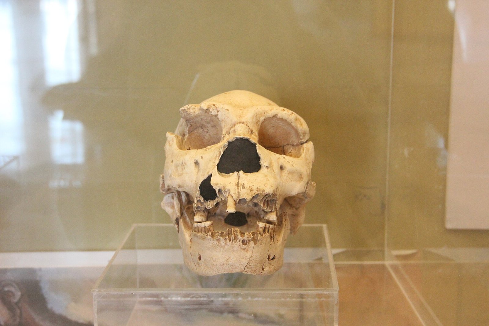 Pale, cream-coloured skull replica on a clear stand in a glass case, seen from the front, with a heavy brow, a broad nose opening and some teeth missing