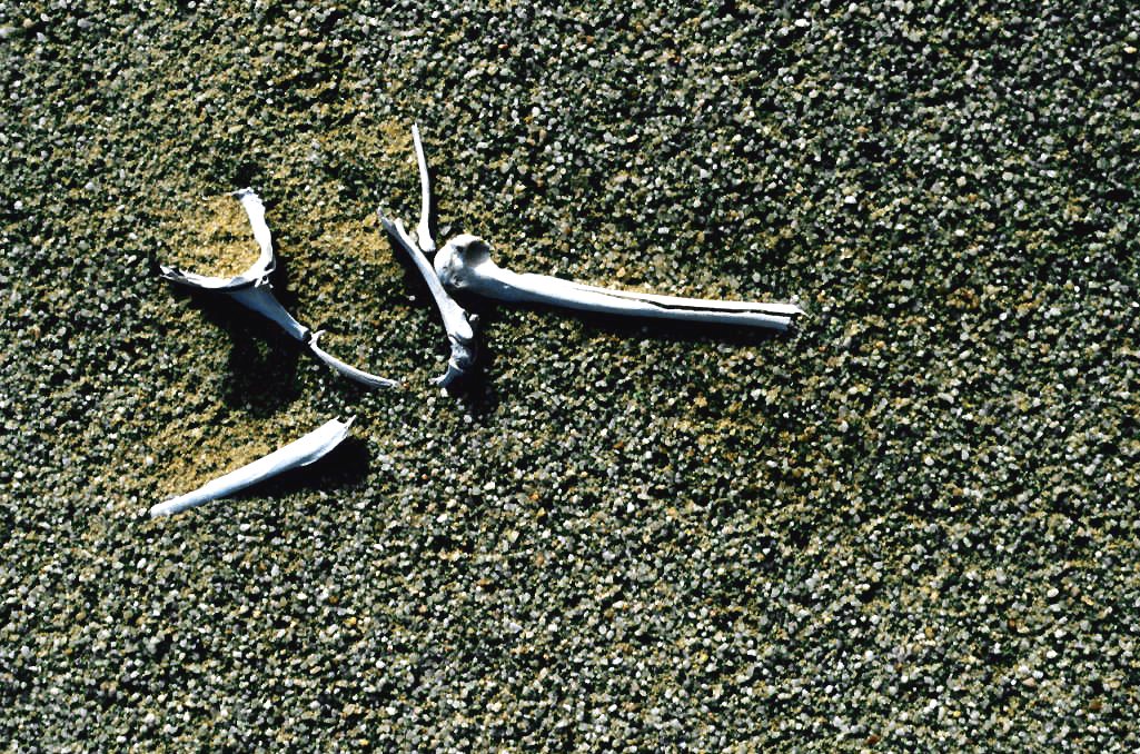 Pale animal bones, a flat shoulder-blade shape and long straight bones, lying on ground covered in green lichen on the Skeleton Coast