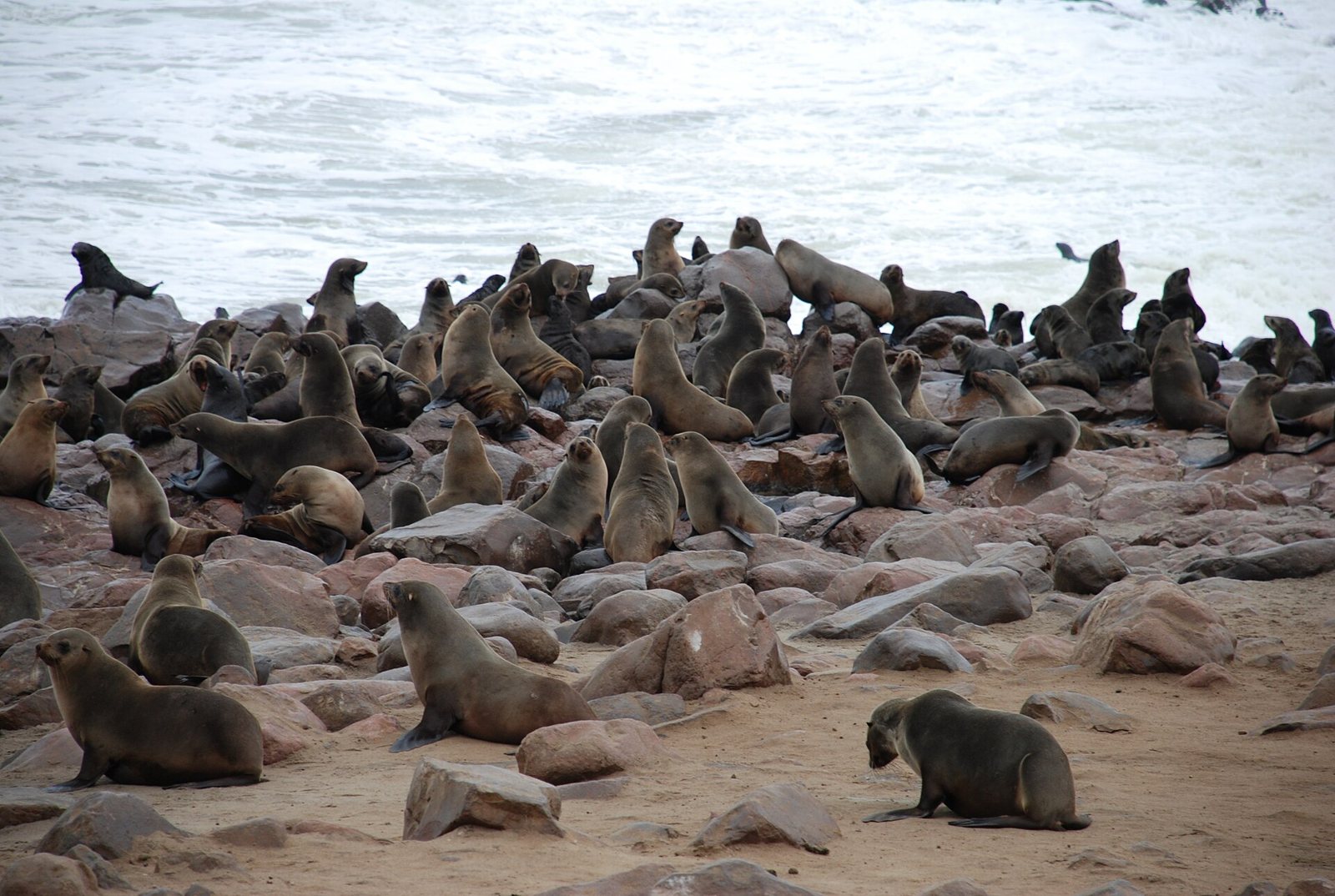 A crowd of brown Cape fur seals resting on a rocky shore at Cape Cross, with Atlantic surf breaking behind them