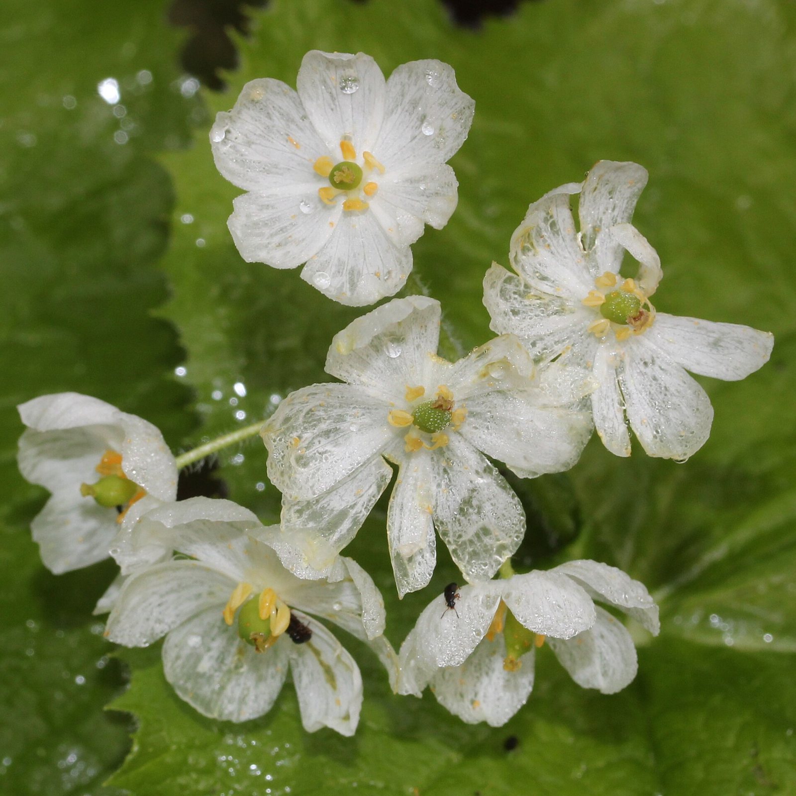 White skeleton flowers dotted with water drops, several petals turned translucent so the veins and leaf beneath show through