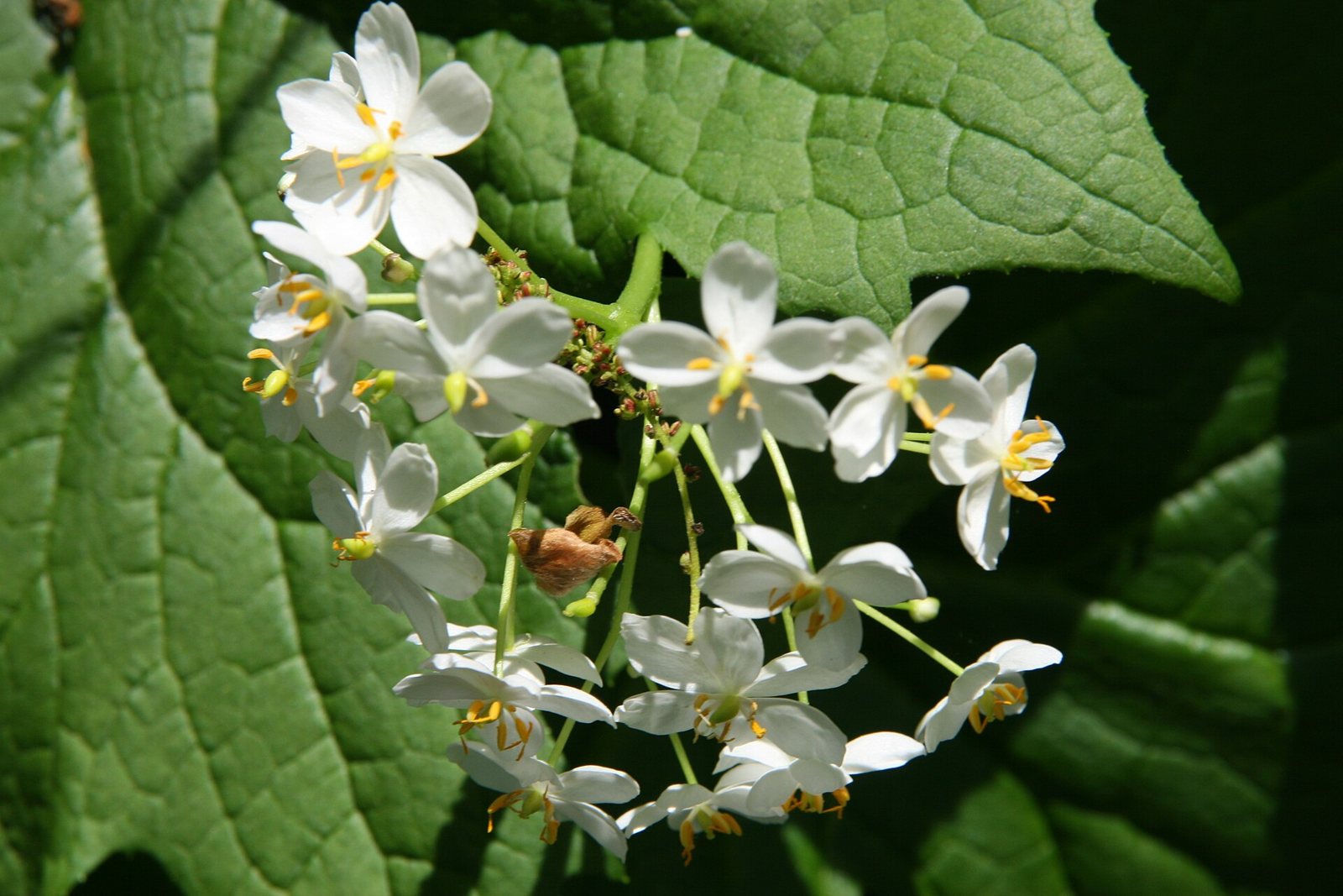 A drooping cluster of small white flowers with yellow centres above a large broad green leaf