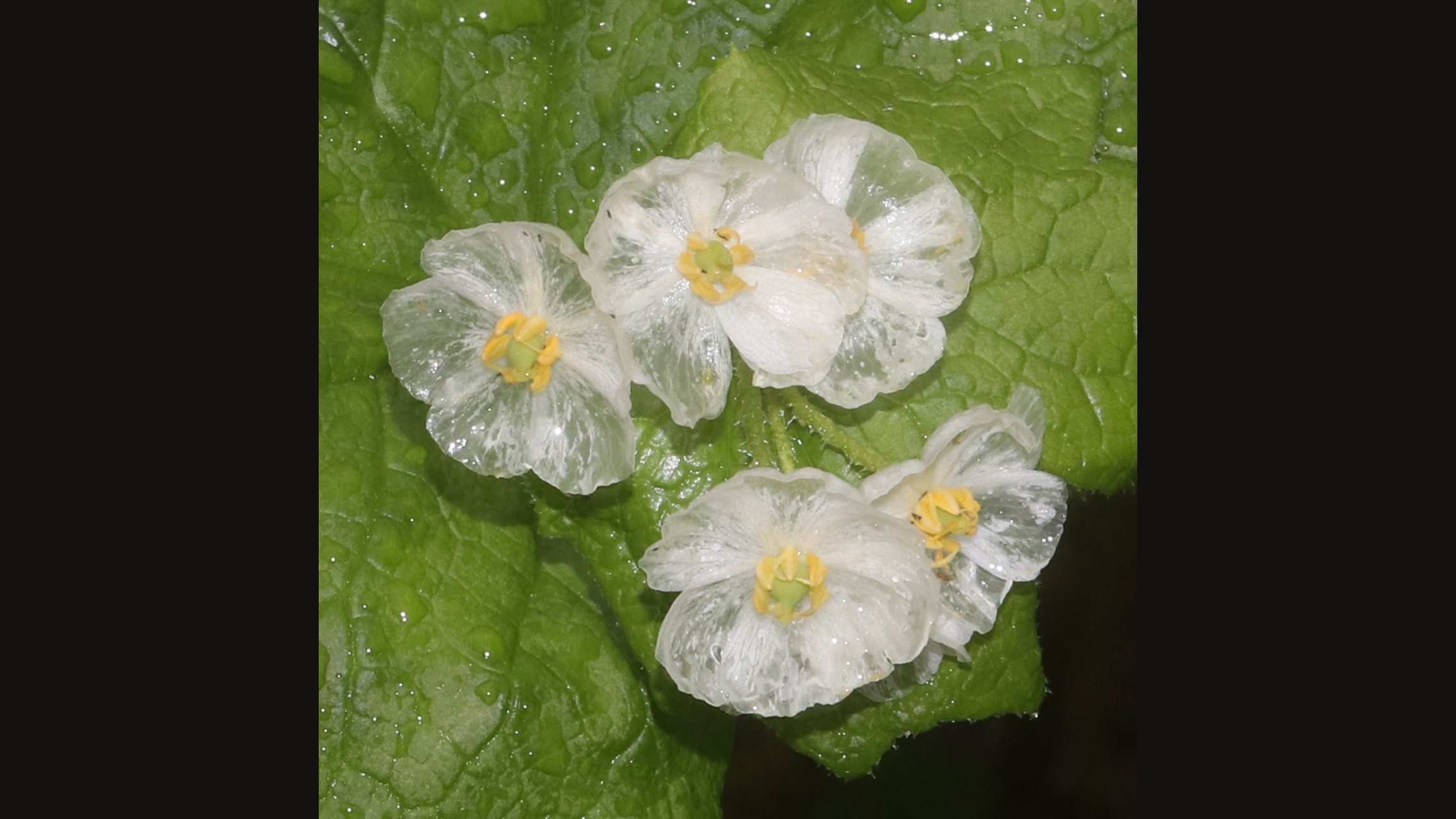 A cluster of white skeleton flowers with glassy, see-through petals and yellow centres on a green leaf
