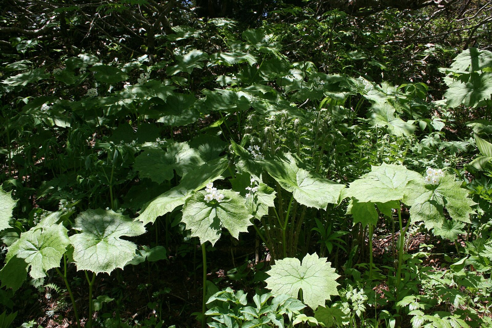 A woodland slope covered with the large lobed leaves of Diphylleia grayi, with a few small white flowers among them