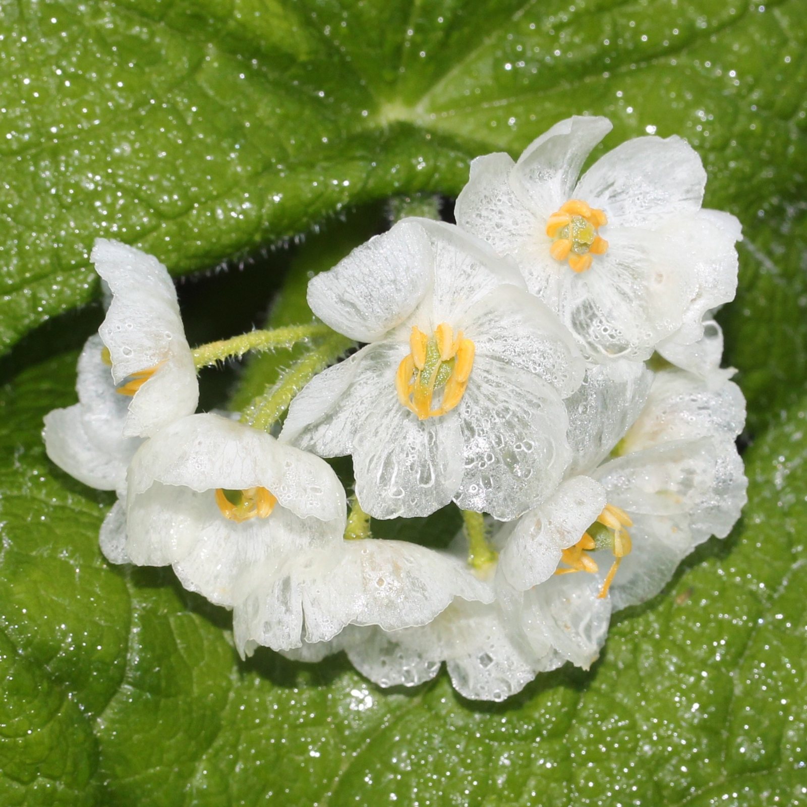 A cluster of skeleton flowers dusted with fine droplets, the wet petals going glassy while the dry ones stay white, with yellow centres
