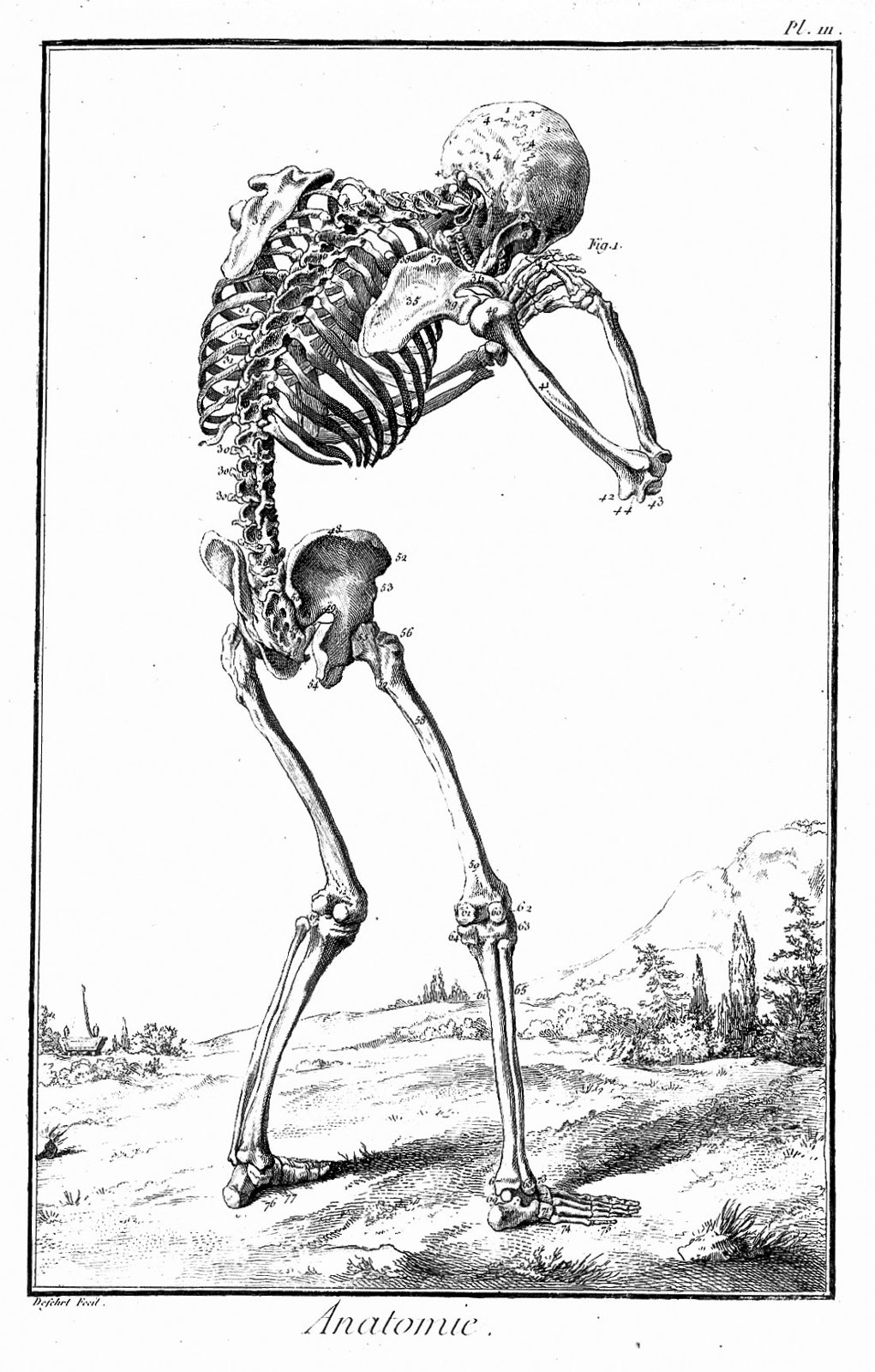 An engraving of a human skeleton seen from behind, bent forward with its hands raised to its head, standing in a landscape under the printed word Anatomie