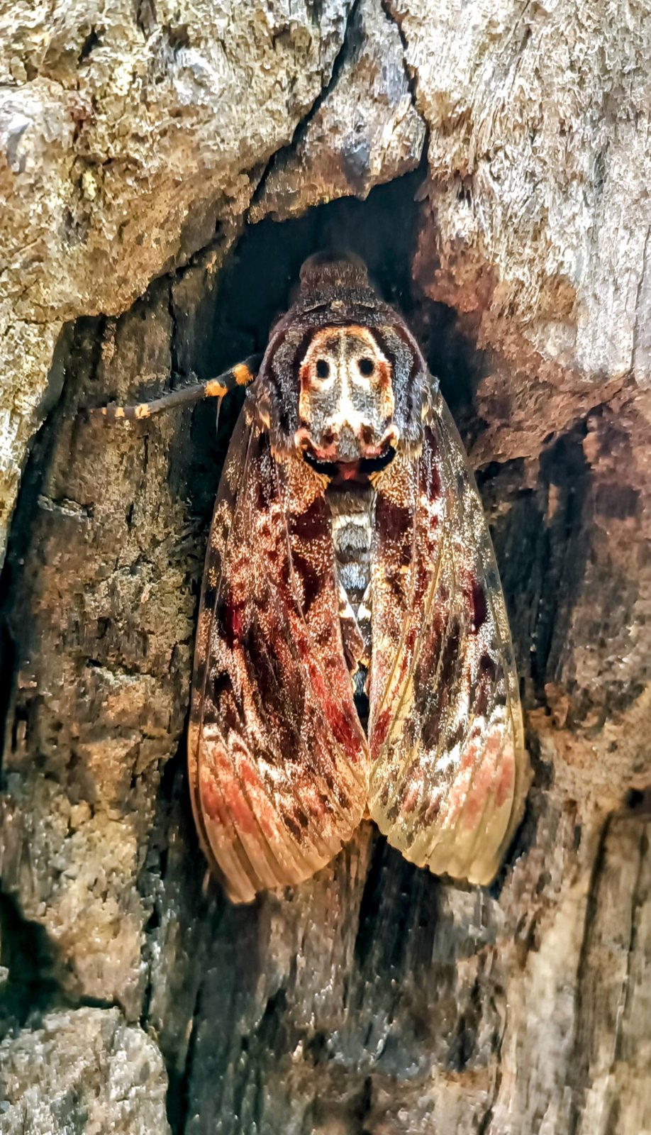 A death's-head hawkmoth resting head-up on tree bark, its orange and brown wings folded and the pale skull-like marking clear on its back