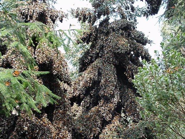 Thousands of overwintering monarch butterflies cover the branches of fir trees in a mountain preserve, hanging in dense orange-brown clusters