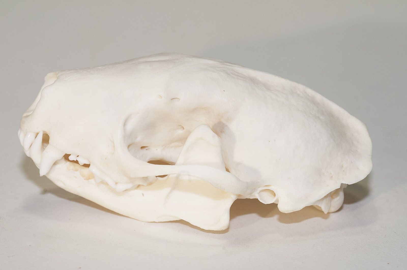A skunk skull in side view on a pale background: a smooth, rounded braincase, a short, tapering snout with small teeth and a long canine at the front, and a slim cheekbone arch