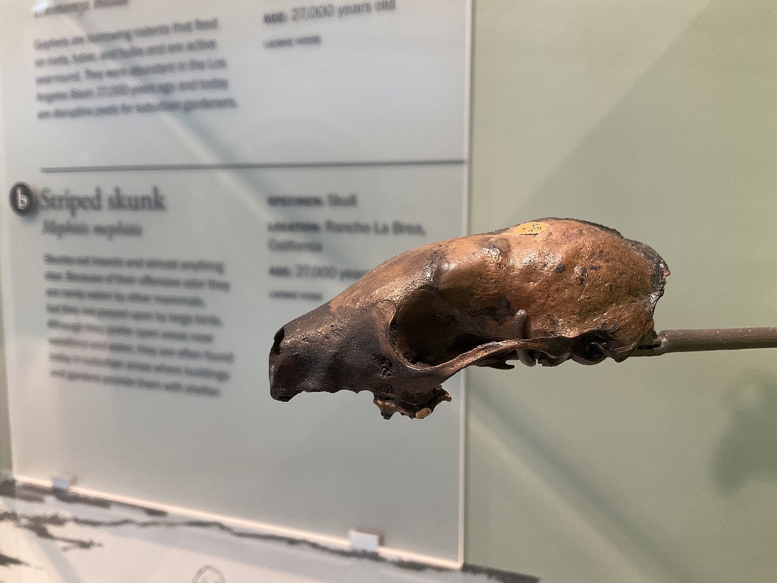 A dark brown fossil skull of a striped skunk, seen from the side on a metal mount in a museum case, in front of a label that reads Striped skunk, Mephitis mephitis, Rancho La Brea, California
