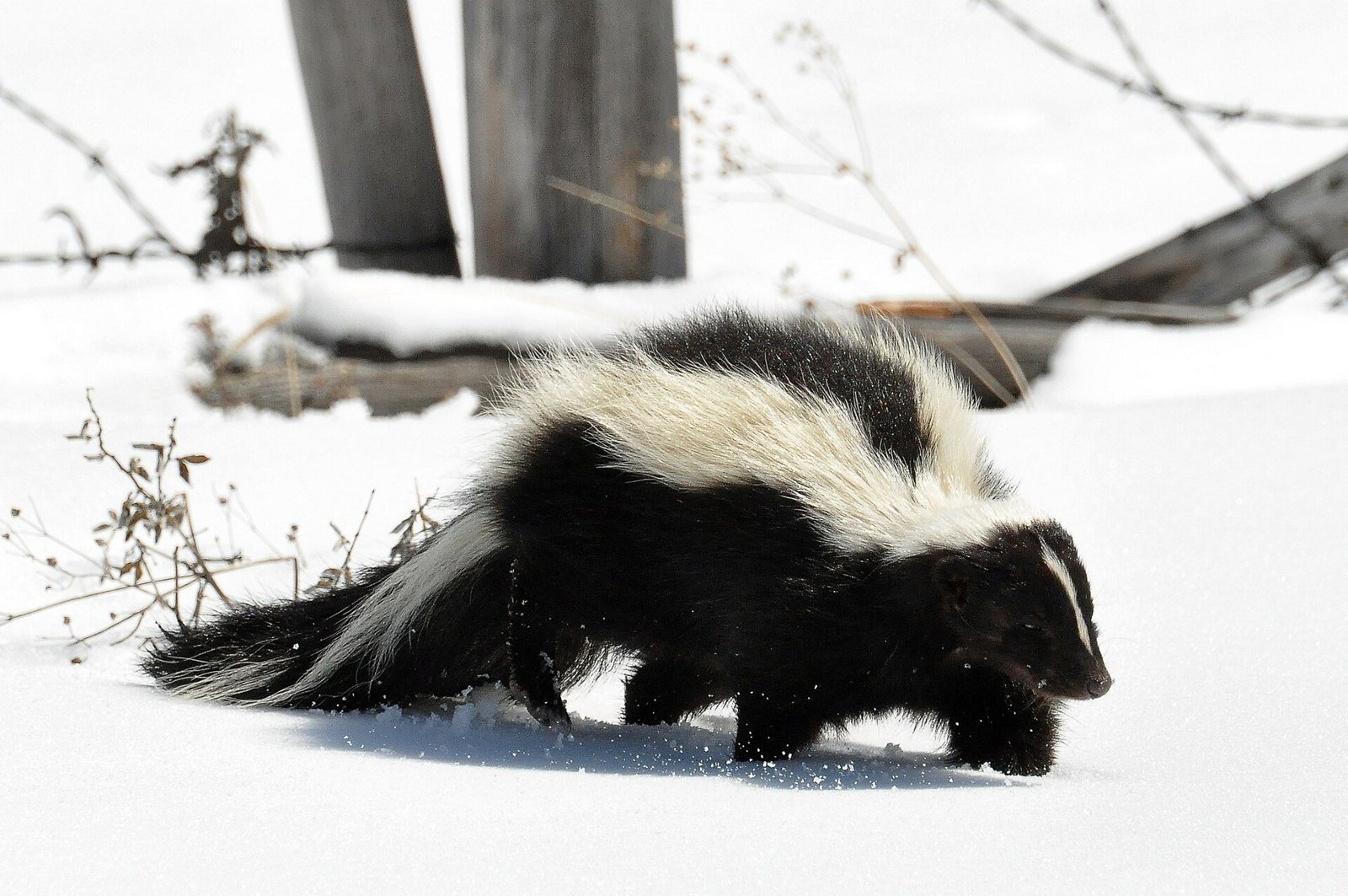A living striped skunk walking through deep snow beside weathered fence posts: black fur with a broad white stripe along the back, a bushy black-and-white tail and a thin white line down the face