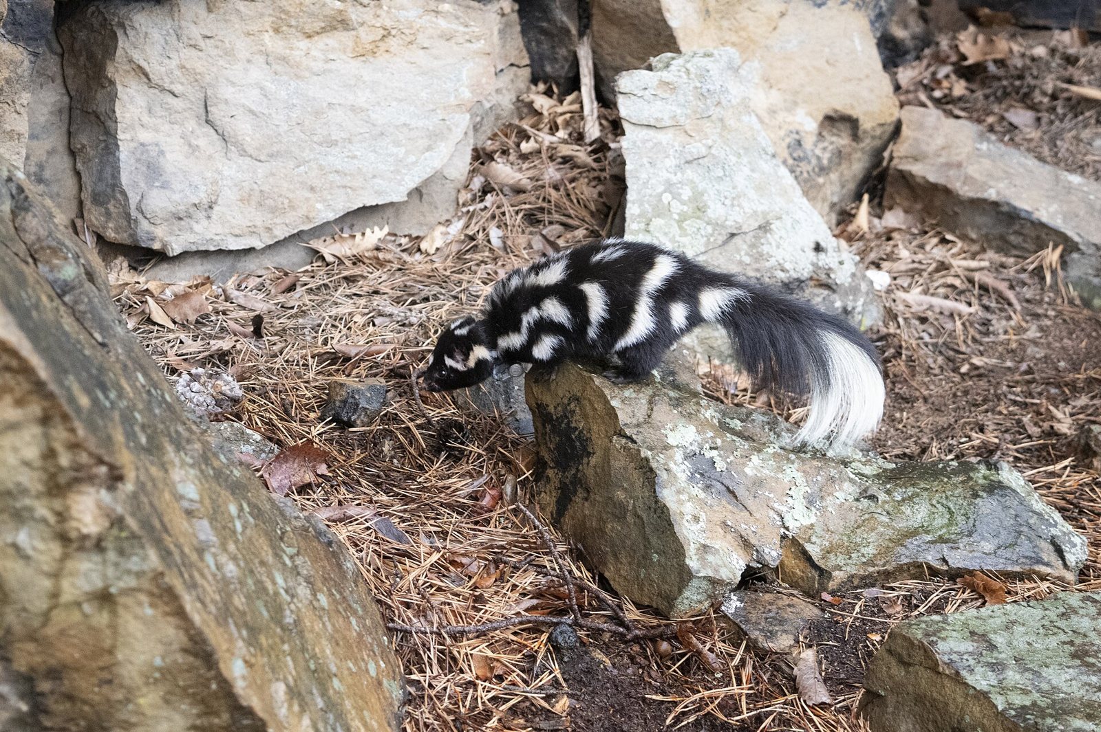 A small eastern spotted skunk stepping across a rocky, pine-needle-covered slope with its nose to the ground: black fur broken into white stripes and patches, and a black tail with a white tip