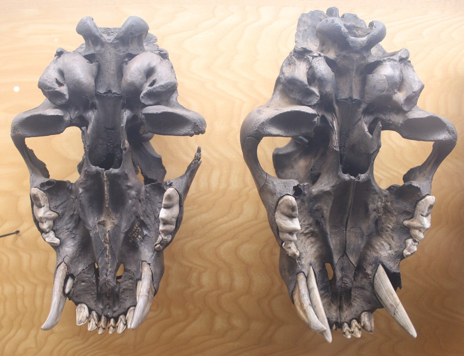 Two Smilodon fatalis skulls seen from below on a wood-grain display board, the one on the right carrying an extra canine tooth beside the large saber