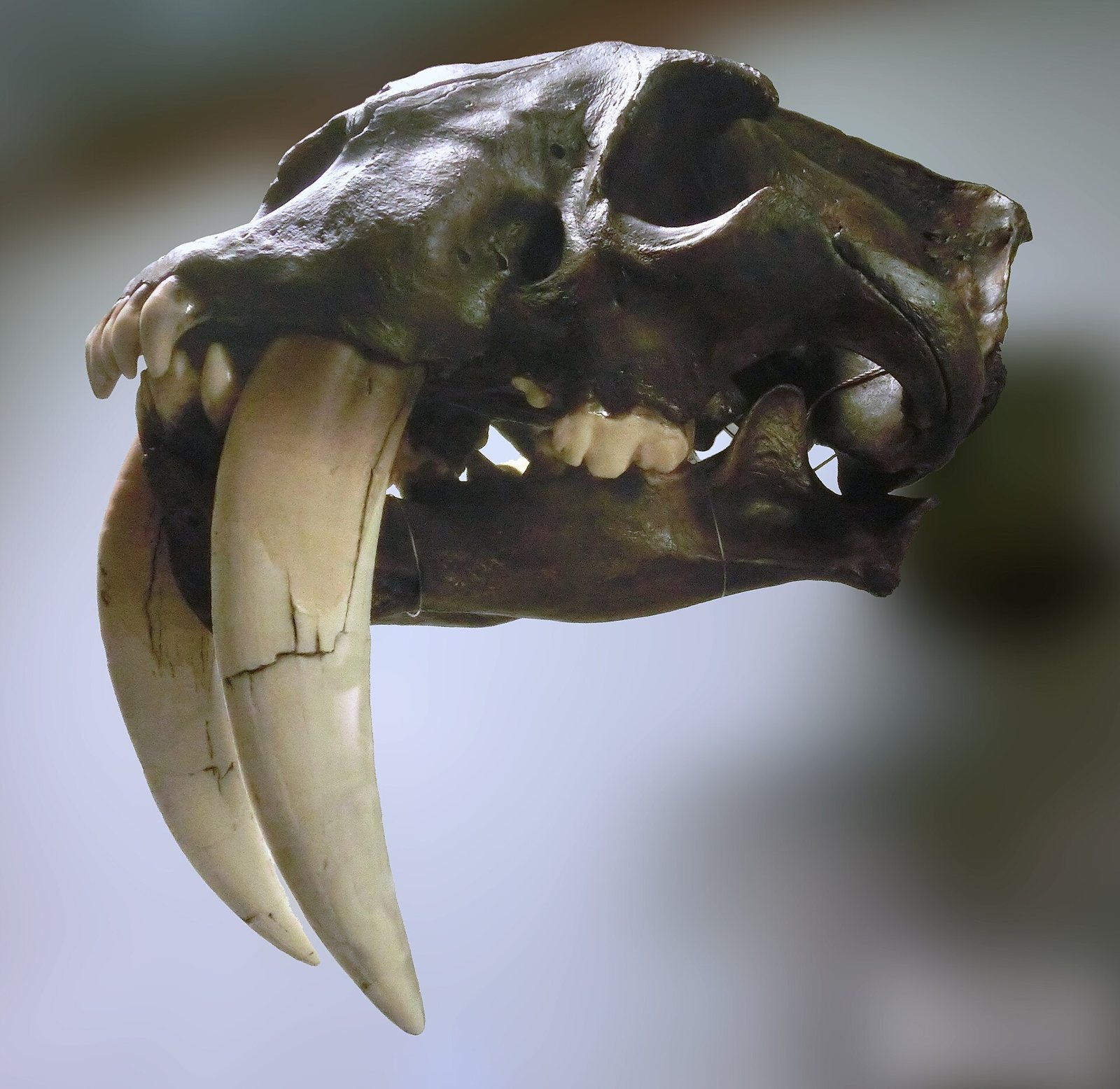 A cast of a Smilodon skull against a soft grey background, with two long saber canines hanging below the jaw, one of them marked by a long crack