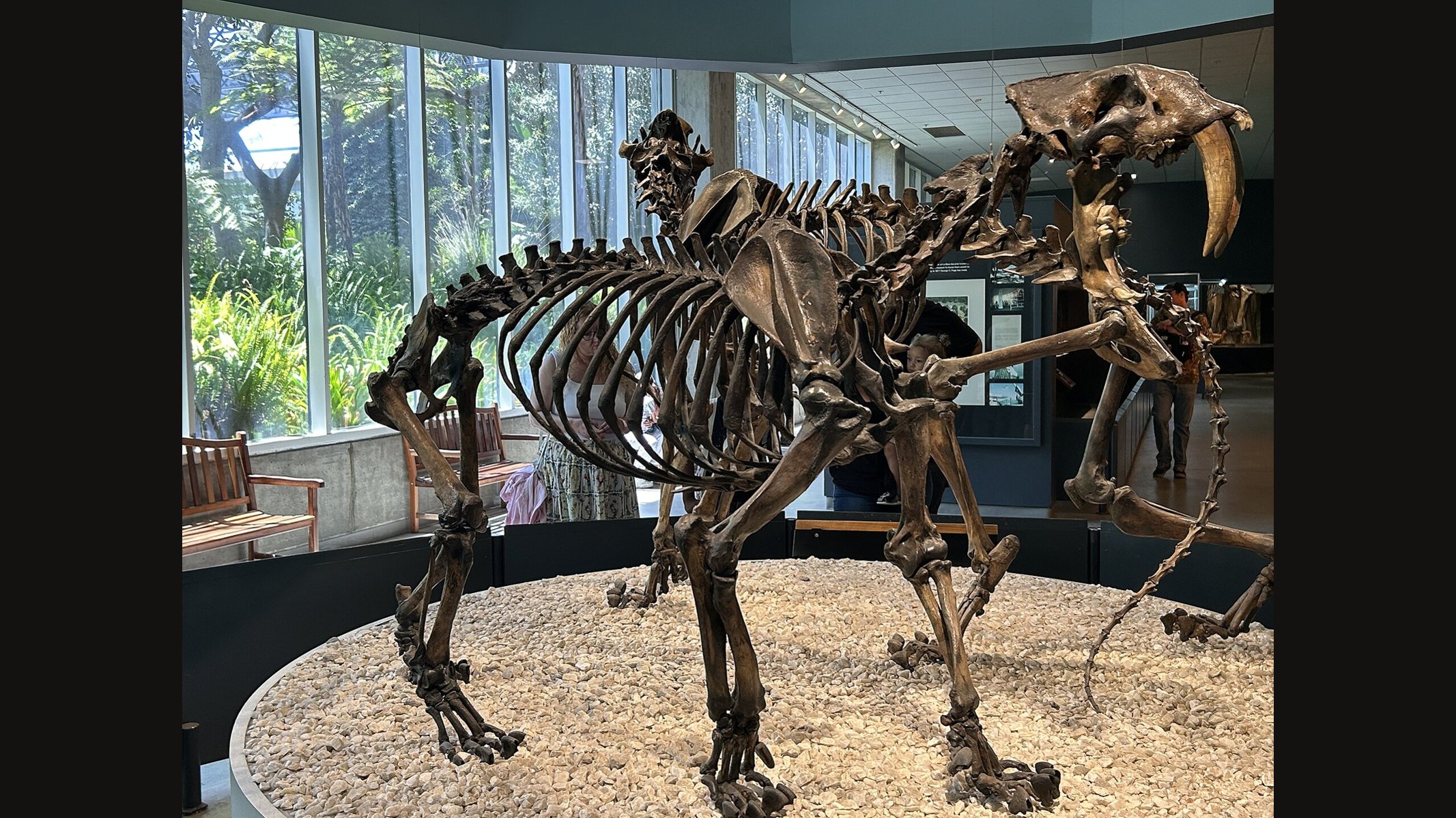 A mounted Smilodon fatalis skeleton on a gravel-covered stand in the La Brea Tar Pits museum, its long saber canines bared, with a second skeleton partly visible behind it and trees outside the windows