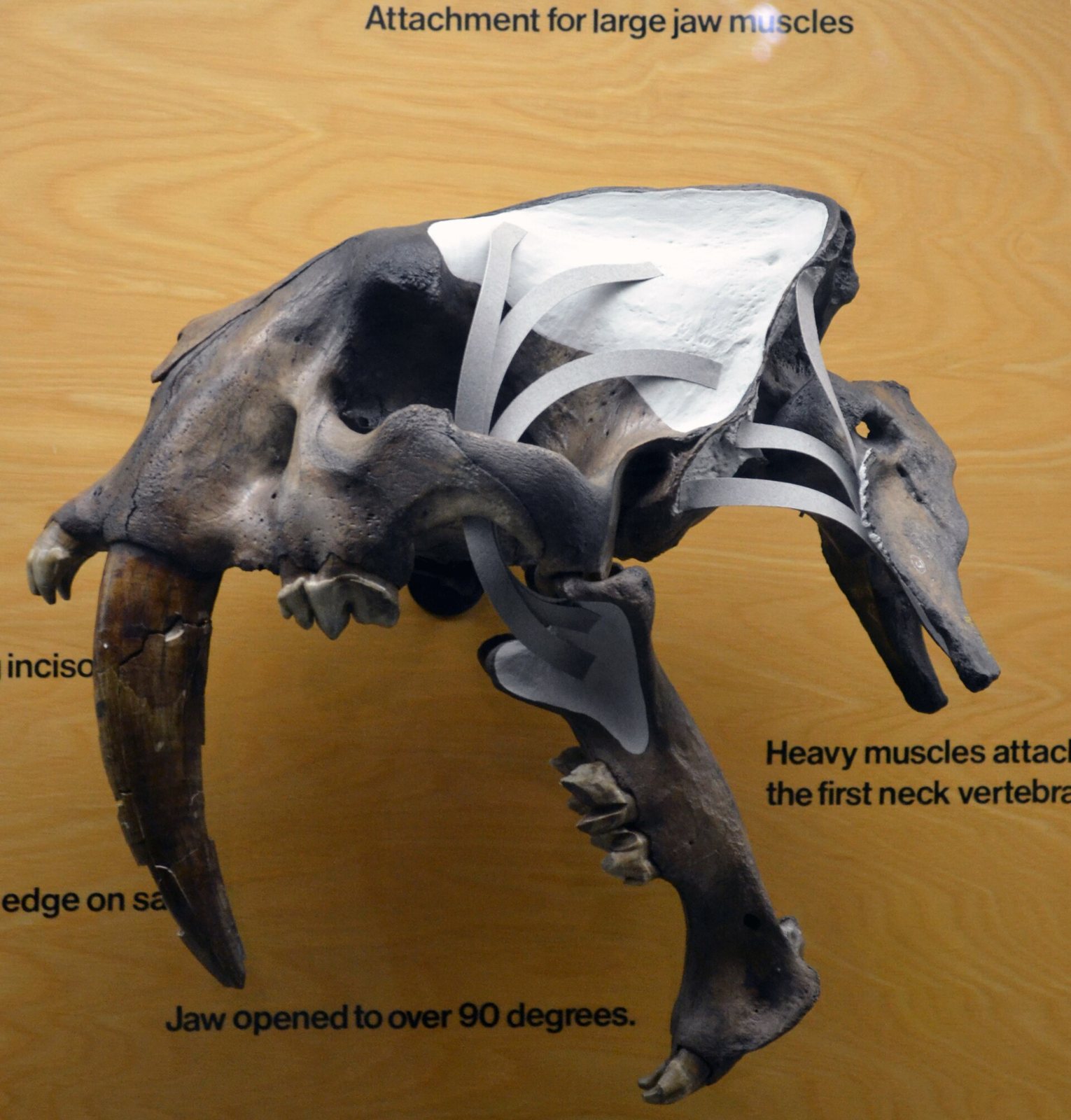 A Smilodon skull mounted with its jaw opened wide, white cut-outs on the skull marking where the jaw muscles attached, with printed labels on the orange display board around it
