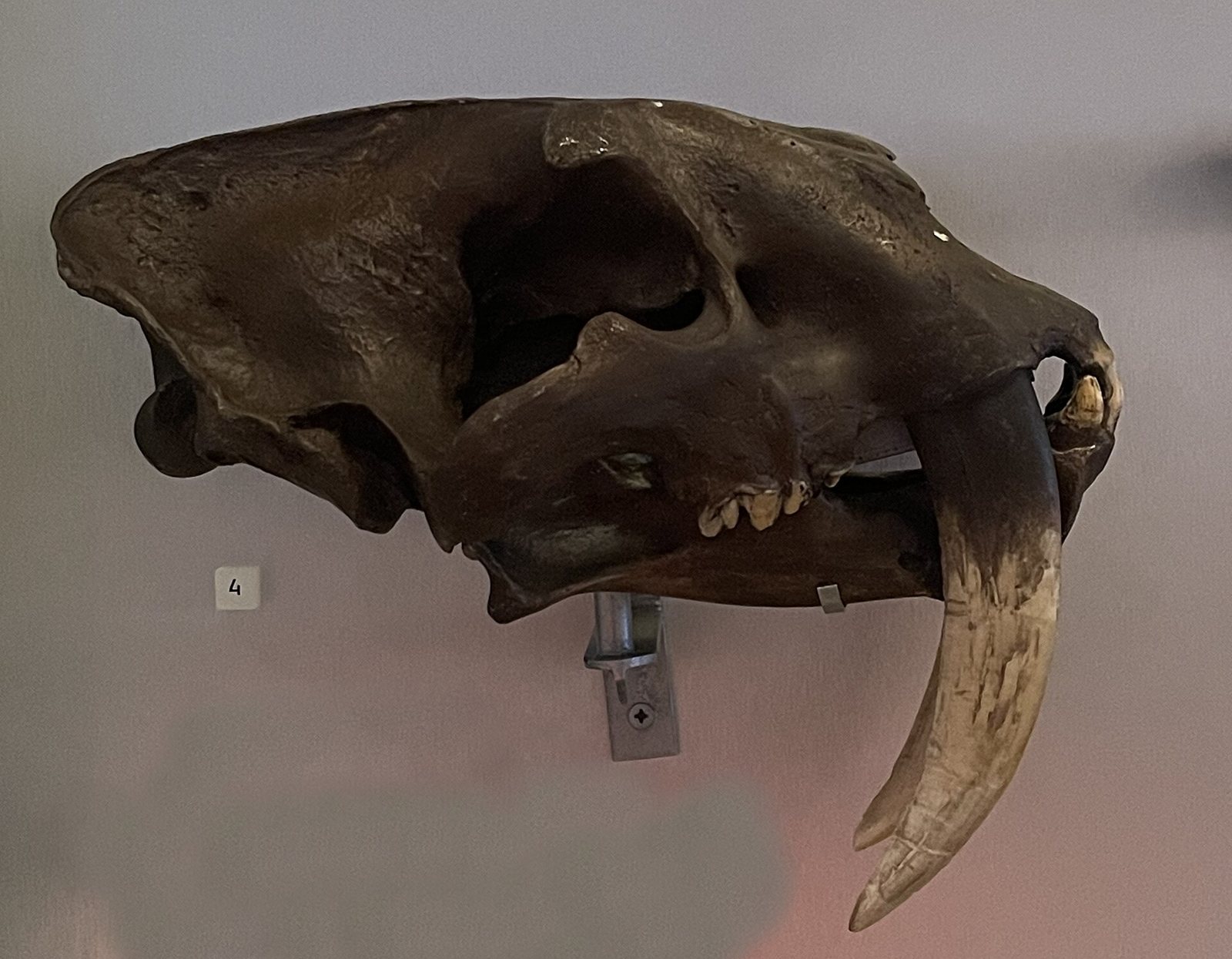Side view of a Smilodon fatalis skull on a museum wall mount, with a long, flat saber canine hanging far below the lower jaw and a short, deep skull behind it