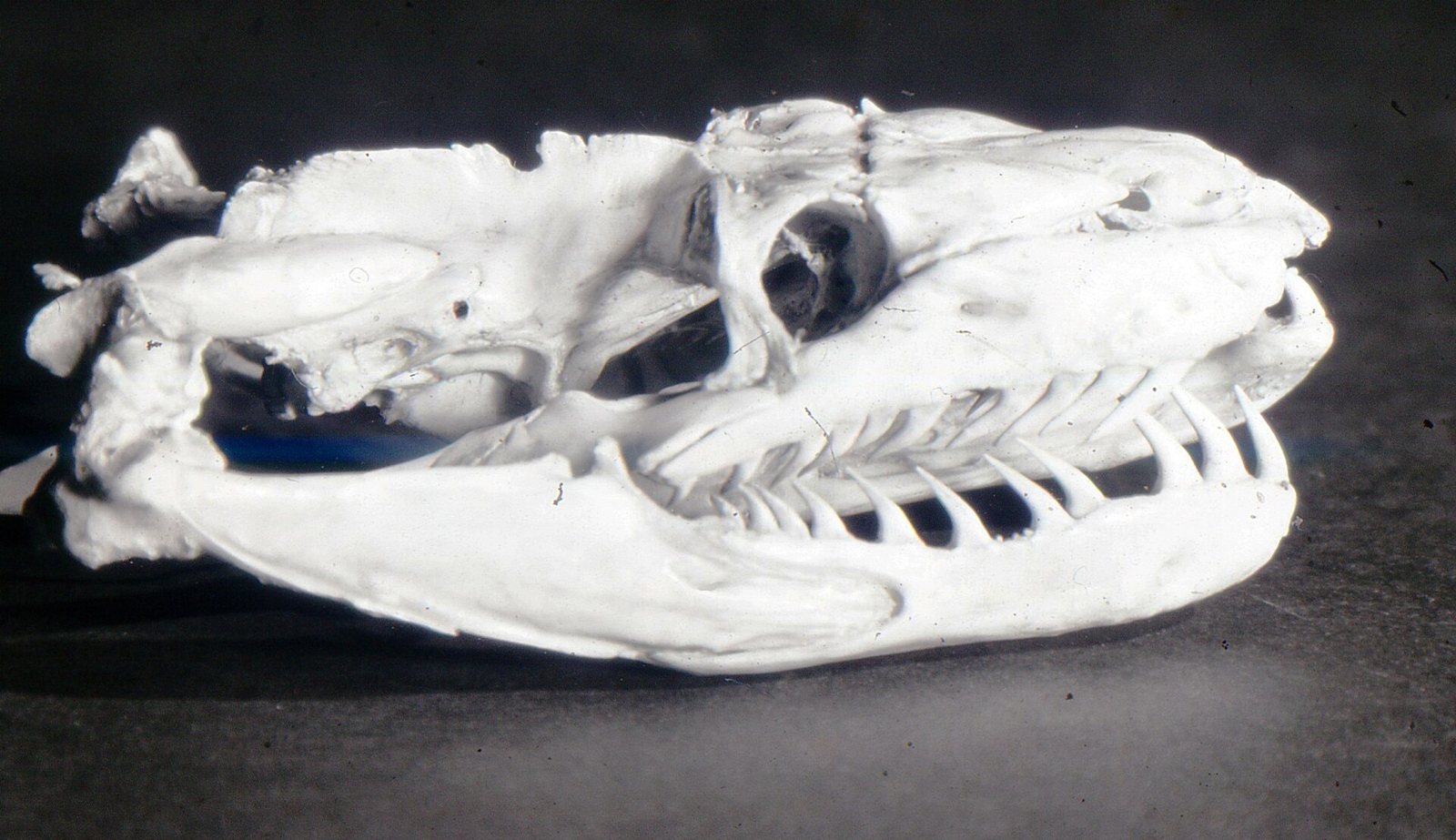 A python skull in side view against a dark ground, with a long row of backward-curving teeth on the upper and lower jaws and loosely joined bones at the back