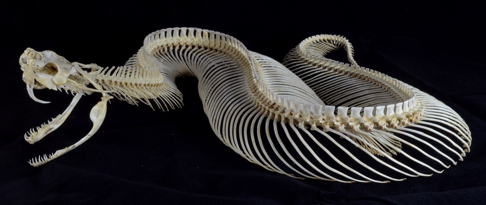 The complete skeleton of a Gaboon viper on black cloth: the head at left with jaws open and a long curved fang, followed by a long looping spine and rows of thin ribs