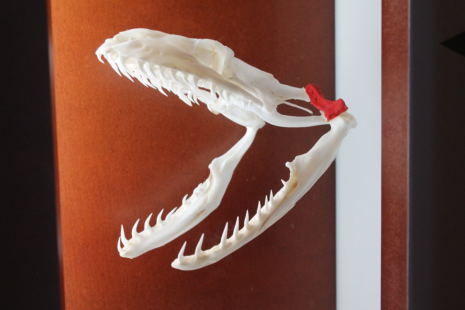 A white python skull on a brown backdrop with the jaws wide open: two halves of the lower jaw swung apart, rows of small curved teeth and a red marker at the jaw hinge