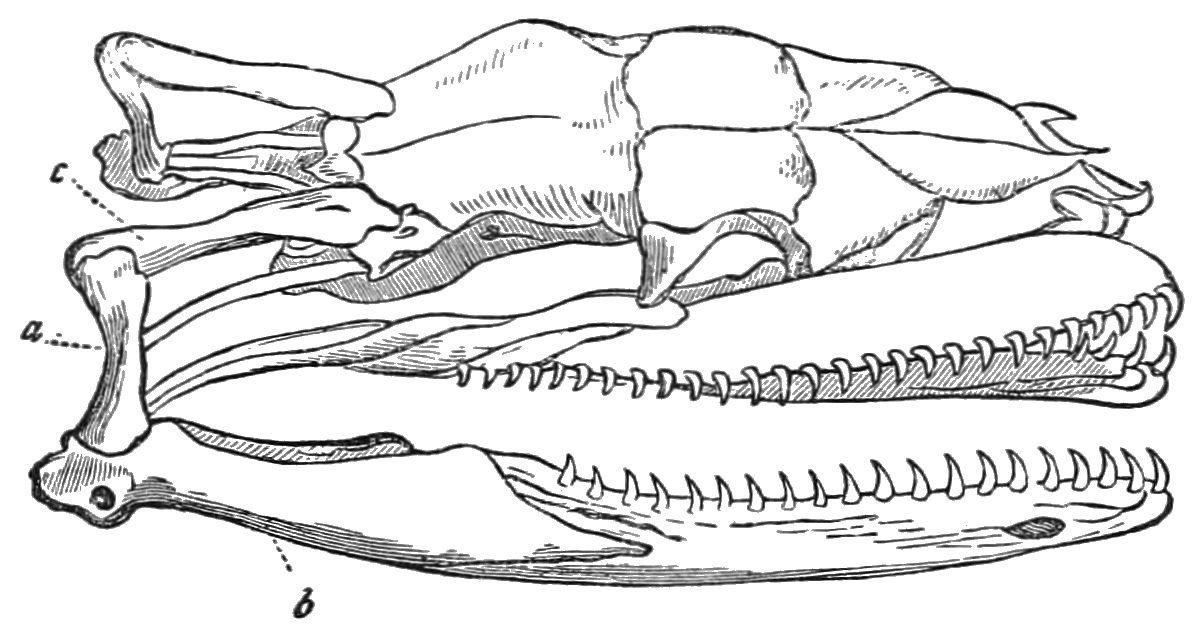 Line engraving of a python skull with the jaws open, showing a long upper jaw and lower jaw lined with small teeth and three labeled bones marked a, b and c
