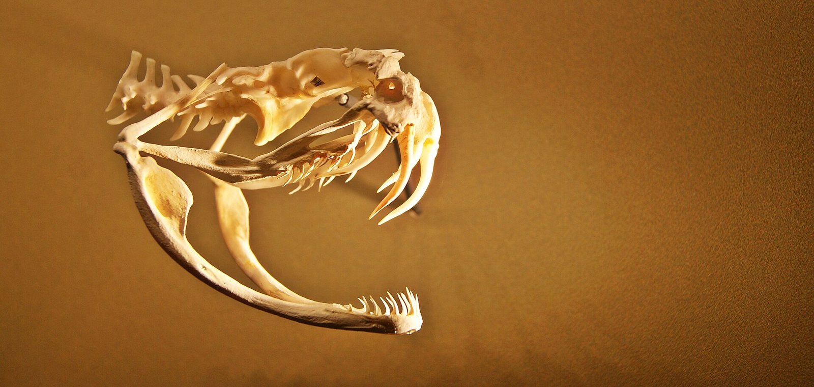 A rattlesnake skull preparation on a gold background with the jaws open and two long, curved front fangs swung forward, a few vertebrae behind the skull
