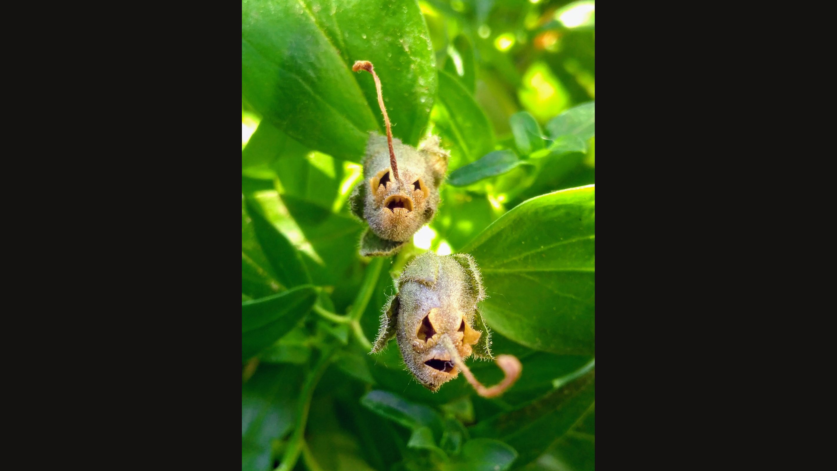 Two dried snapdragon seed pods hanging among green leaves, each with three dark openings like the eyes and mouth of a tiny skull