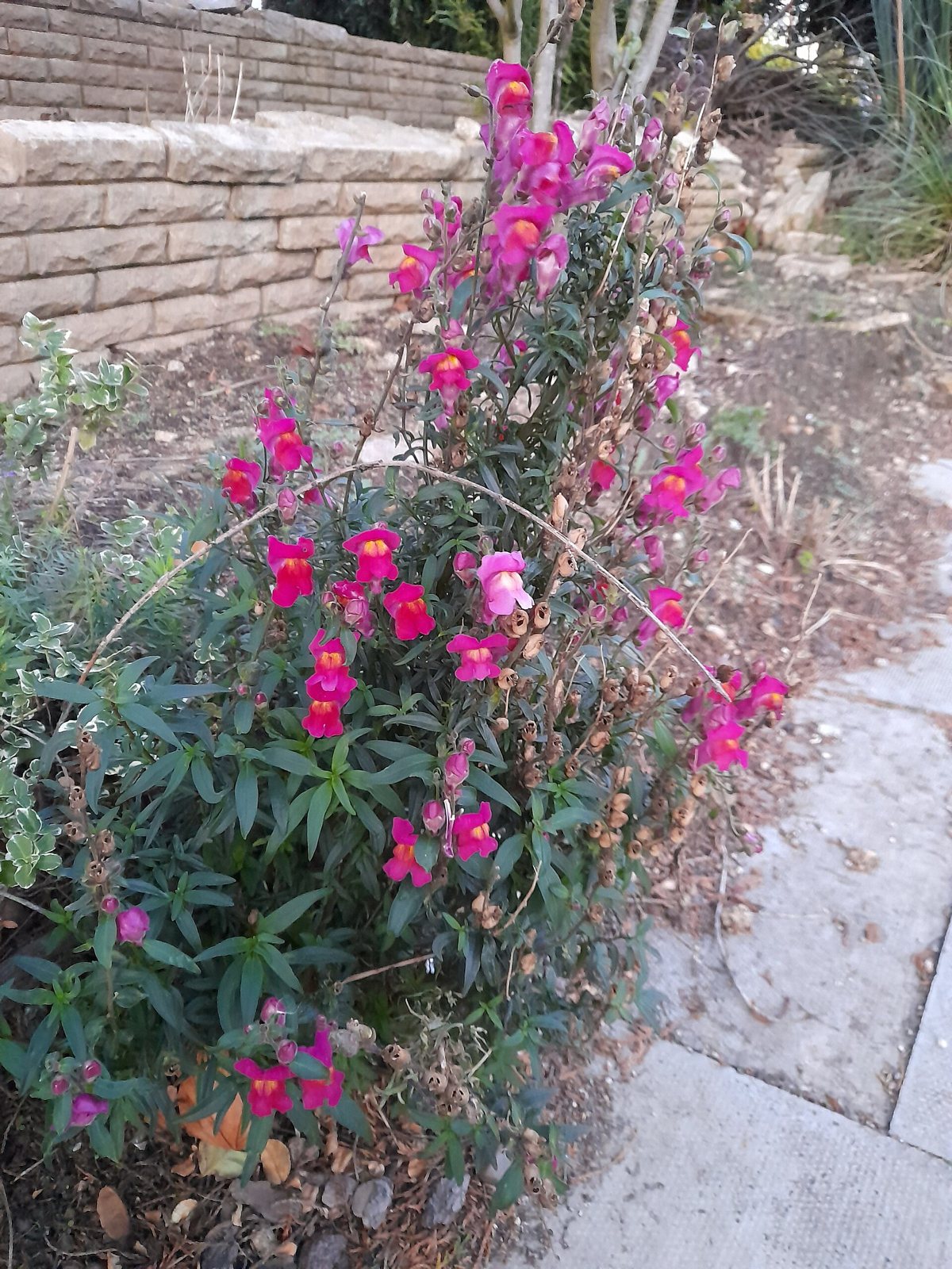 A tall snapdragon plant with bright magenta flowers growing beside a stone wall and paving
