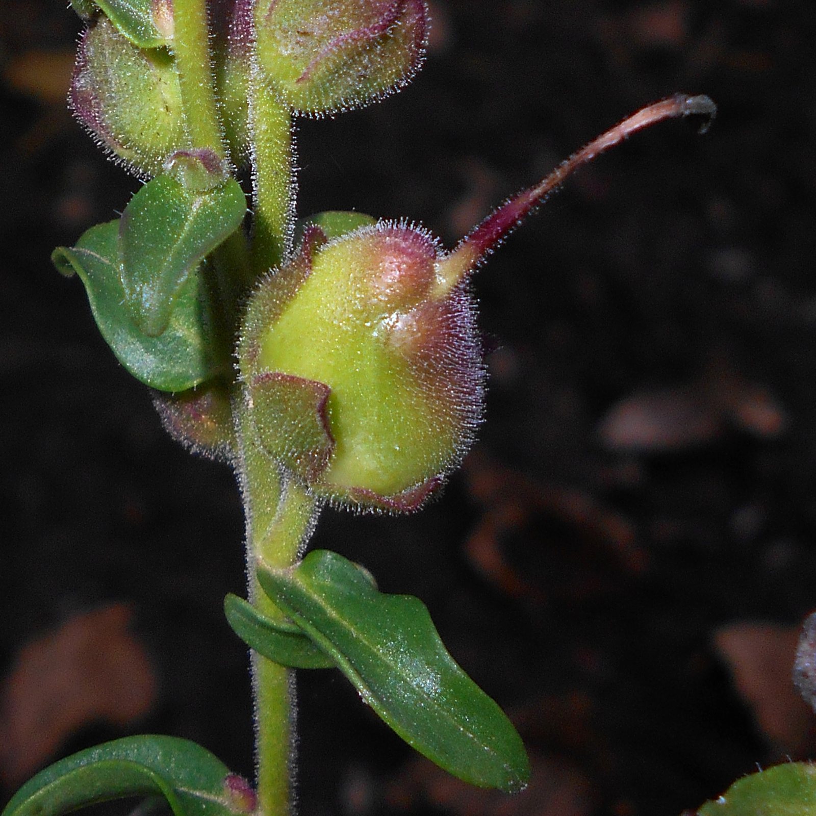 A green, fuzzy snapdragon seed capsule with a curved tip on its stem, with buds and leaves around it against a dark background