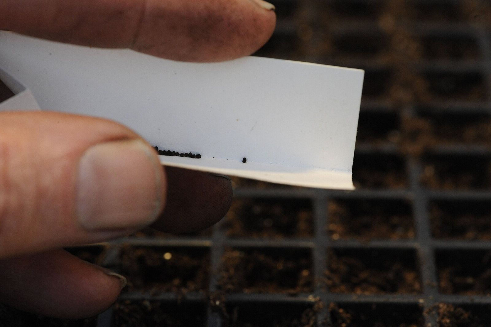 A hand holding a folded paper card with a line of tiny black seeds on it, above a tray of seed-starting cells filled with soil