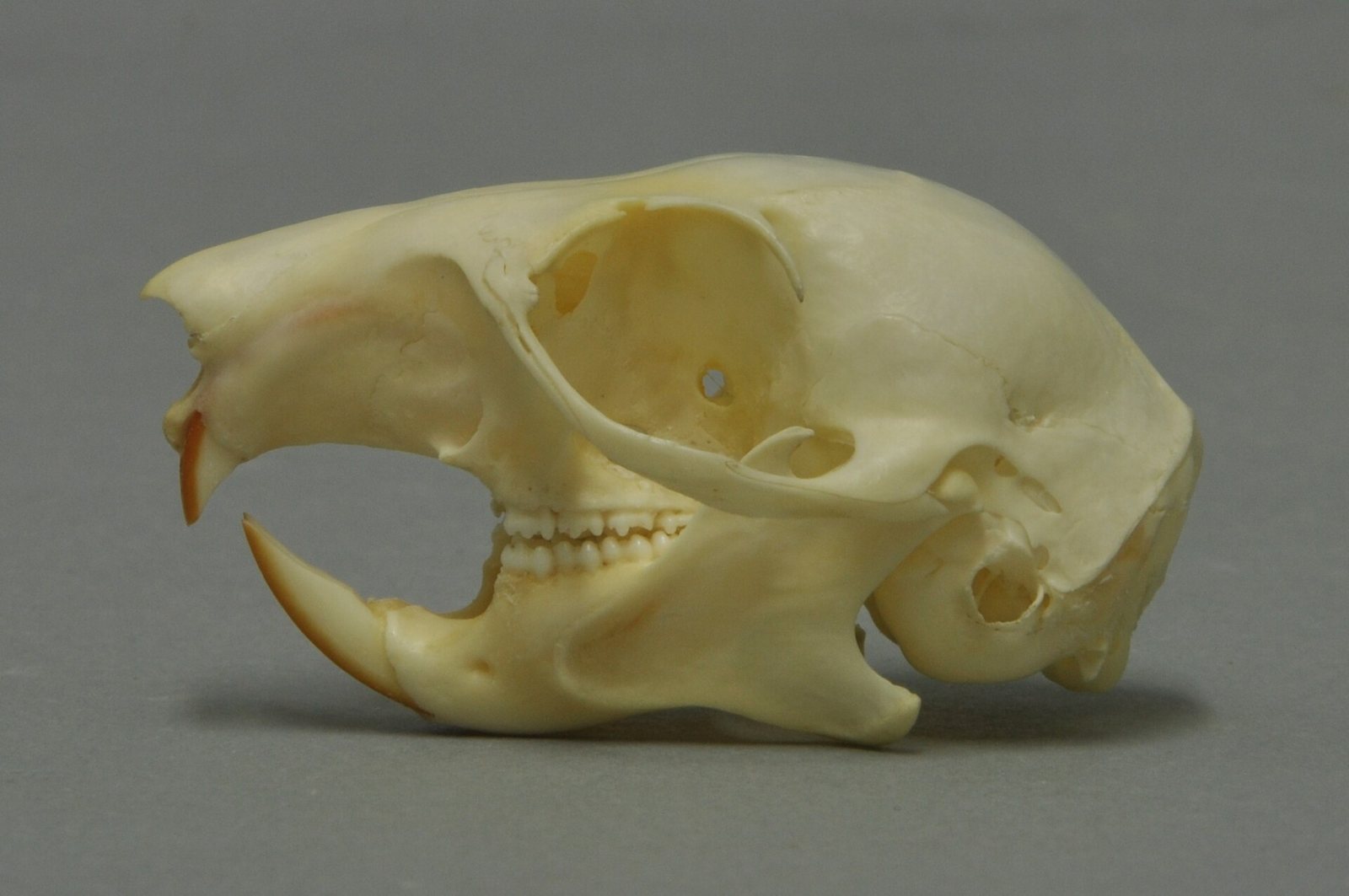 Side view of a red squirrel skull with a short rounded braincase, a large eye socket and curved orange-tipped front teeth, on a grey background