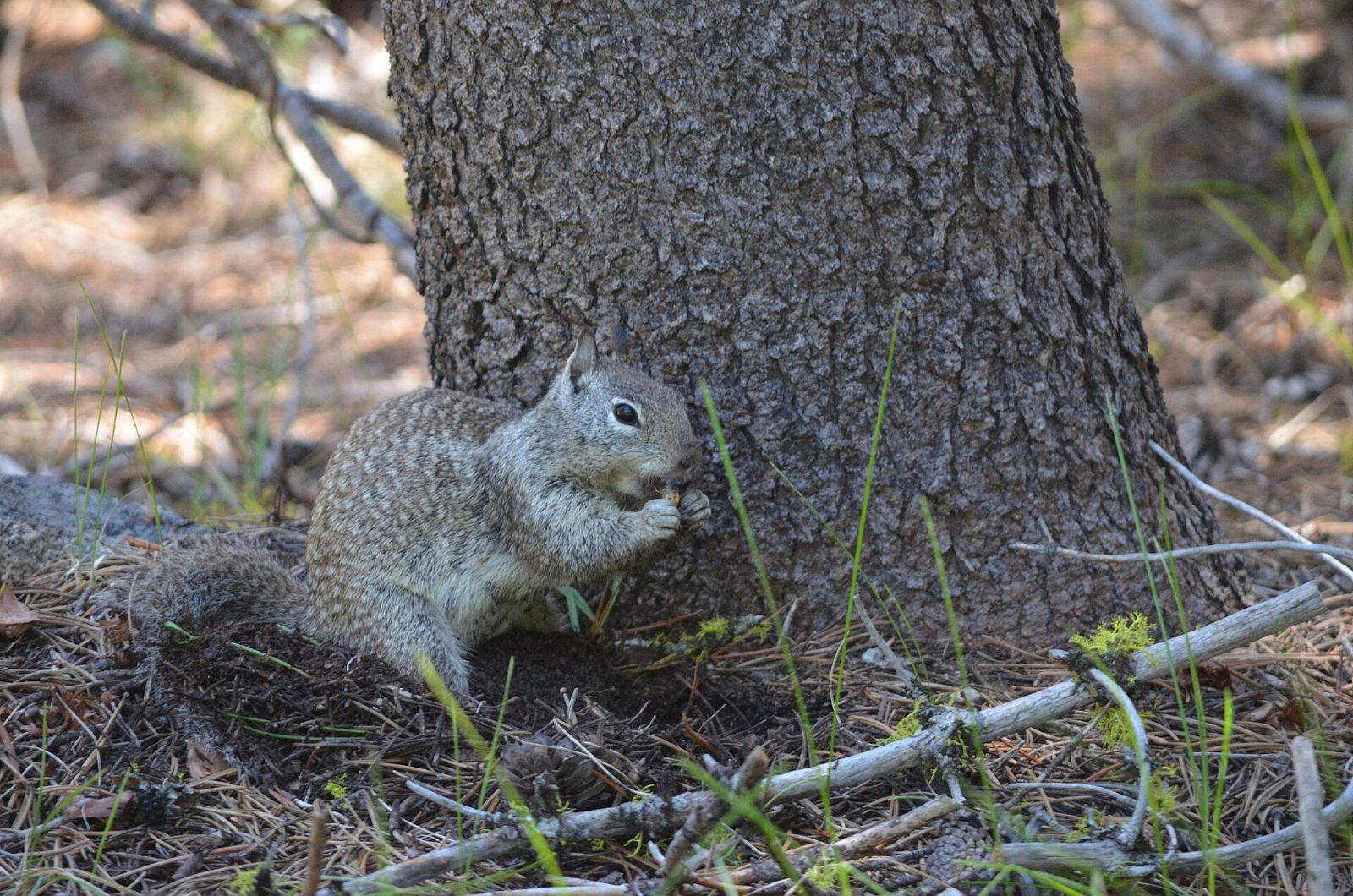 A California ground squirrel eating at the base of a pine trunk among fallen needles and twigs