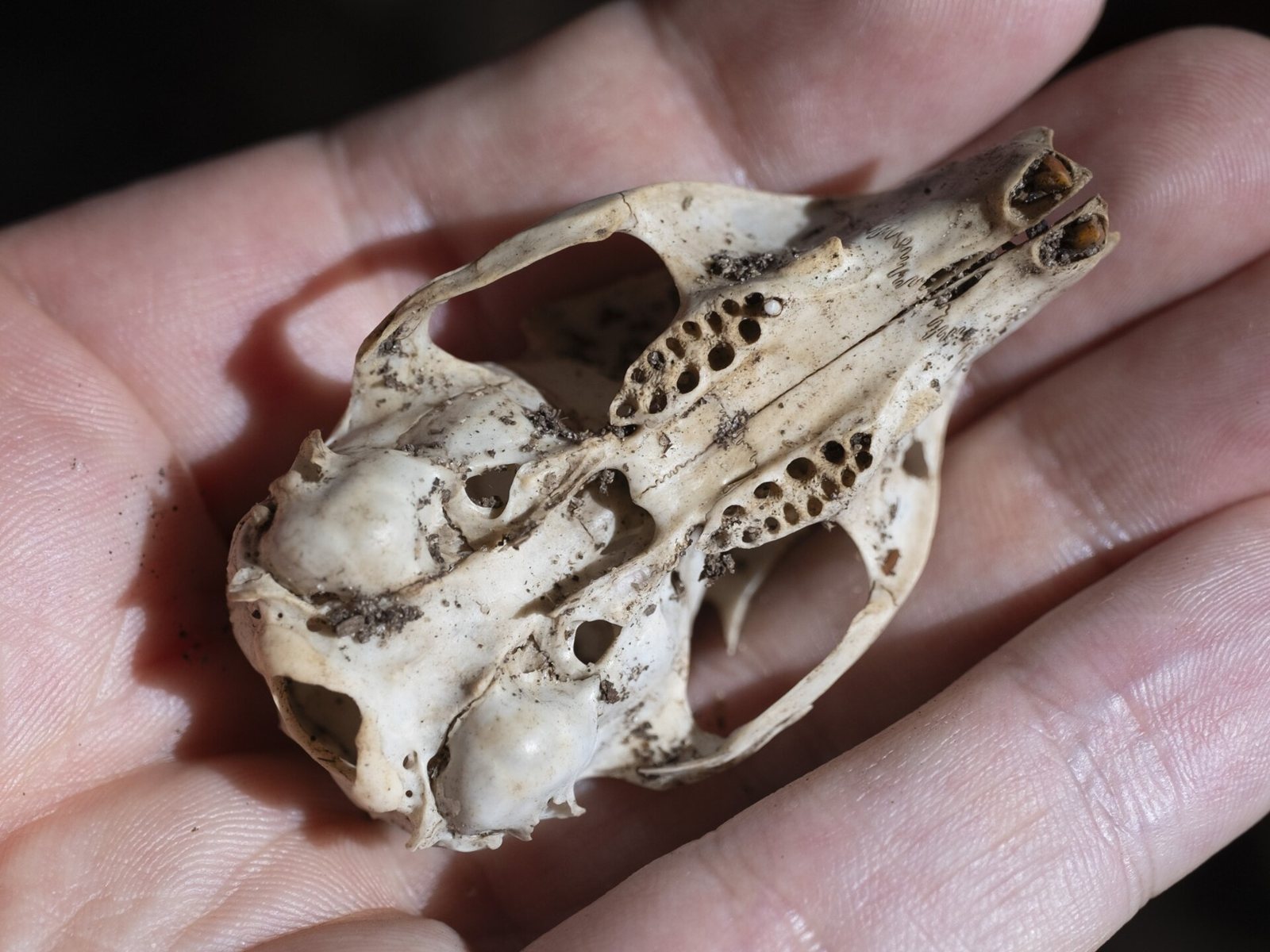 A small squirrel skull resting on an open palm, showing how it fits in the hand with its eye socket and tooth rows