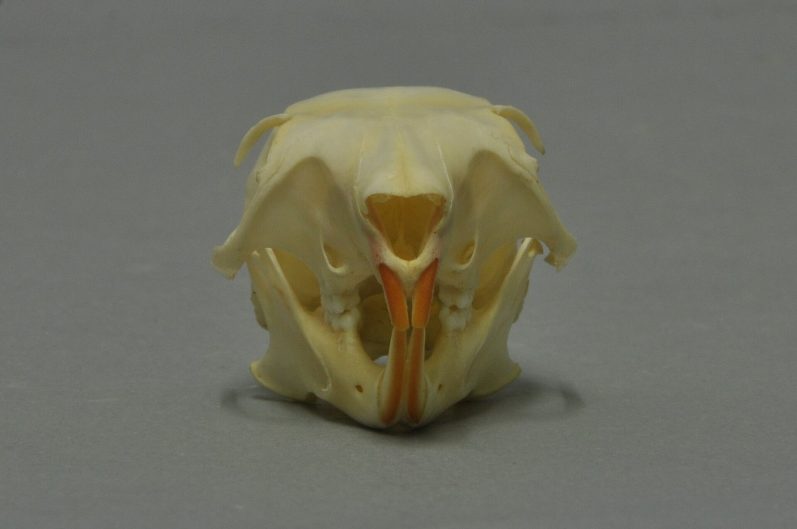 Front view of a red squirrel skull with a pair of orange front teeth at the centre between the wide cheekbones