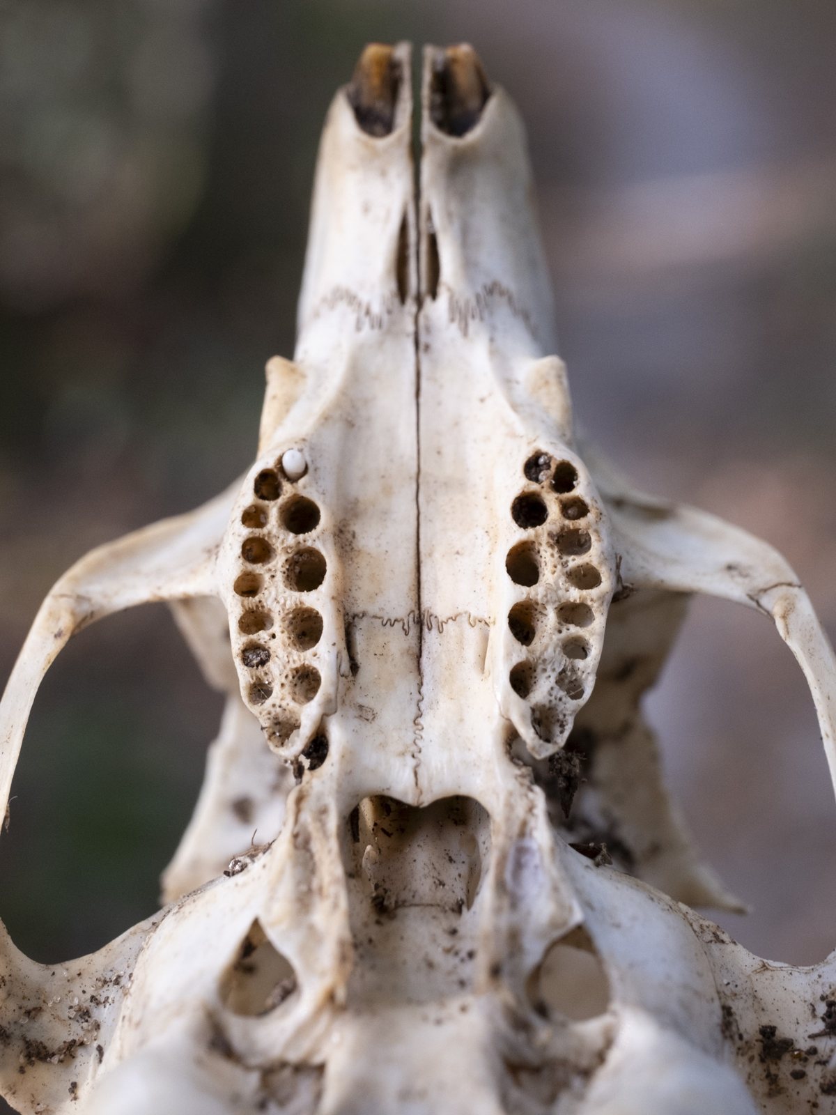 Underside of a small squirrel skull showing the two rows of tooth sockets on the palate and the nasal opening at the front