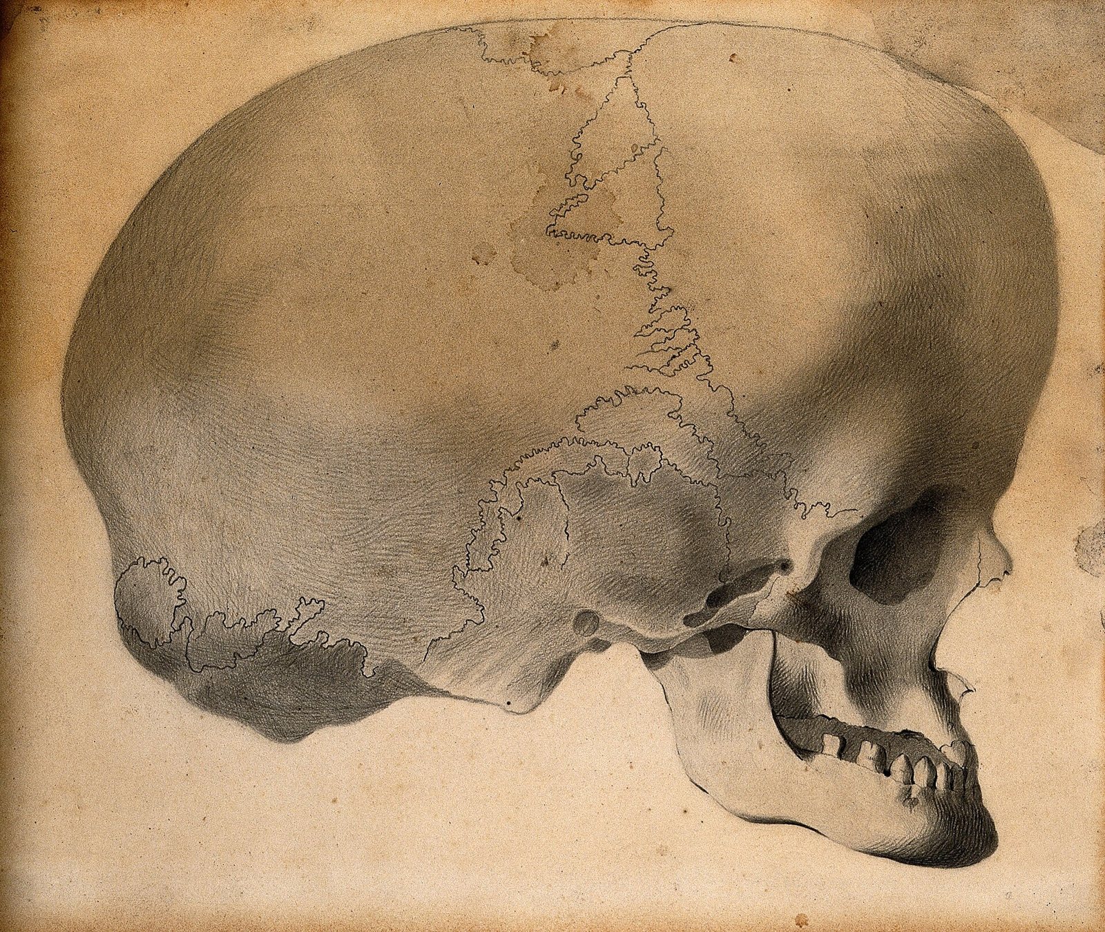 Pencil drawing of a human skull in profile on aged paper, with a very large, rounded cranium, visible suture lines and a small face and jaw at the lower right
