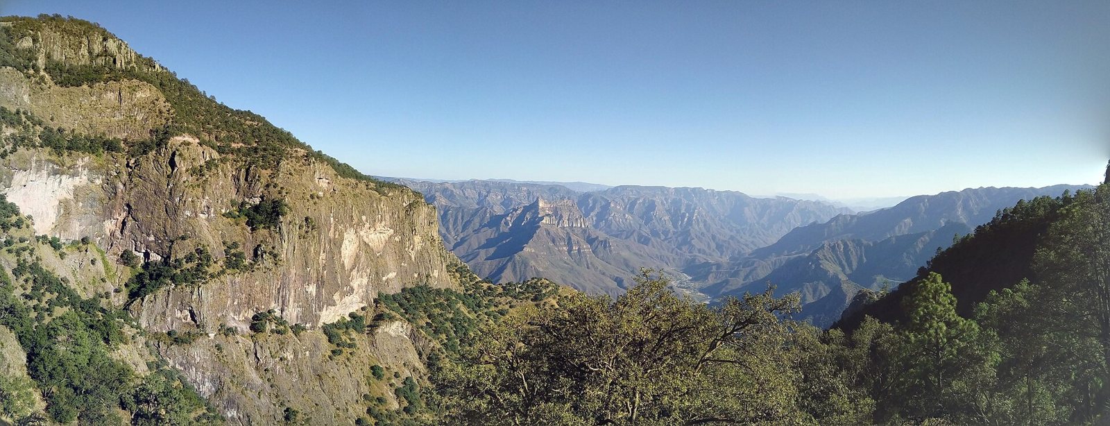 Wide view of a deep, forested canyon in Copper Canyon, Chihuahua, with steep rock walls on the left and layered blue ridges fading into the distance under a clear sky