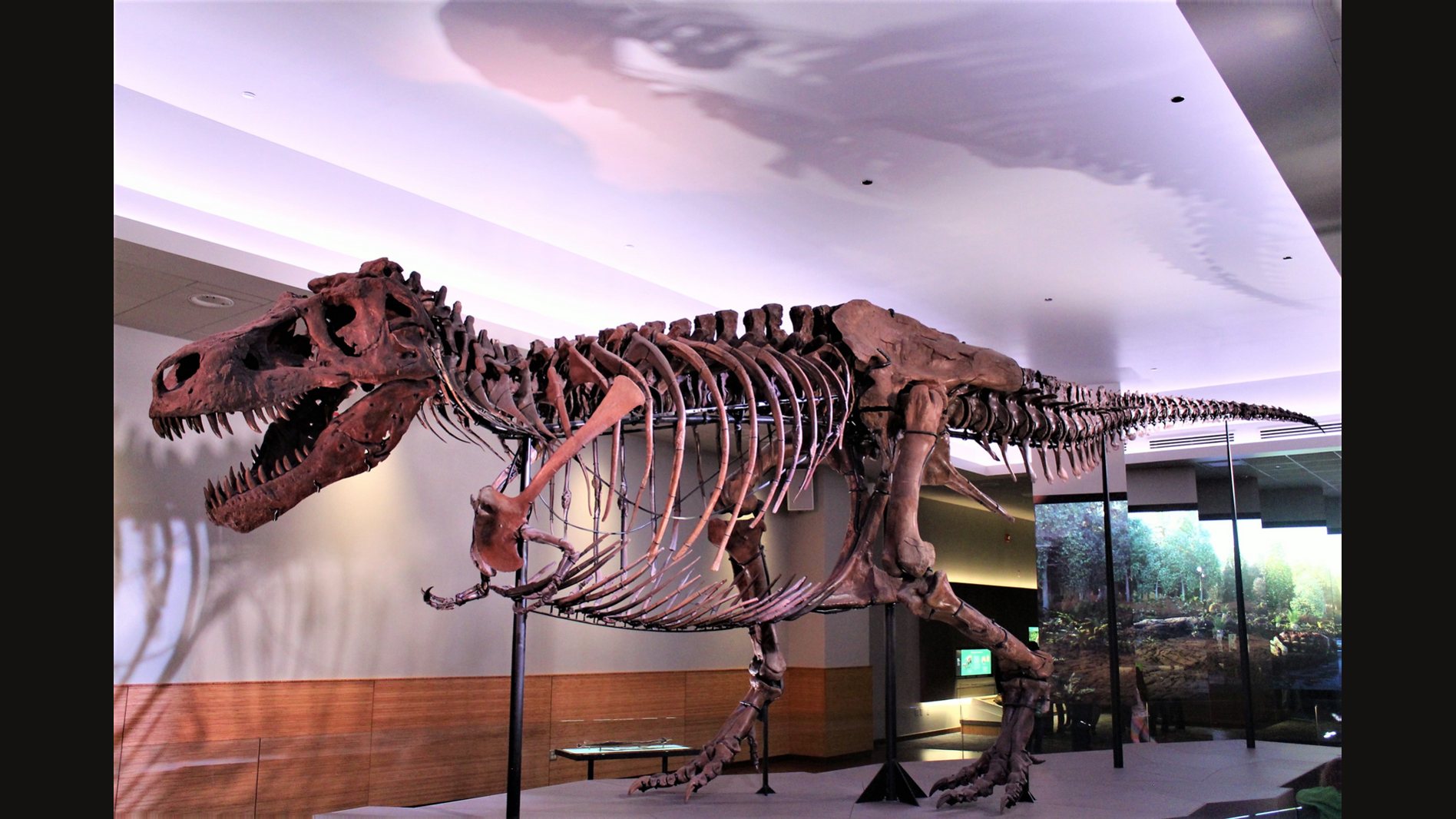 The mounted skeleton of Sue the Tyrannosaurus in a gallery of the Field Museum, jaws open, head raised, lit from above