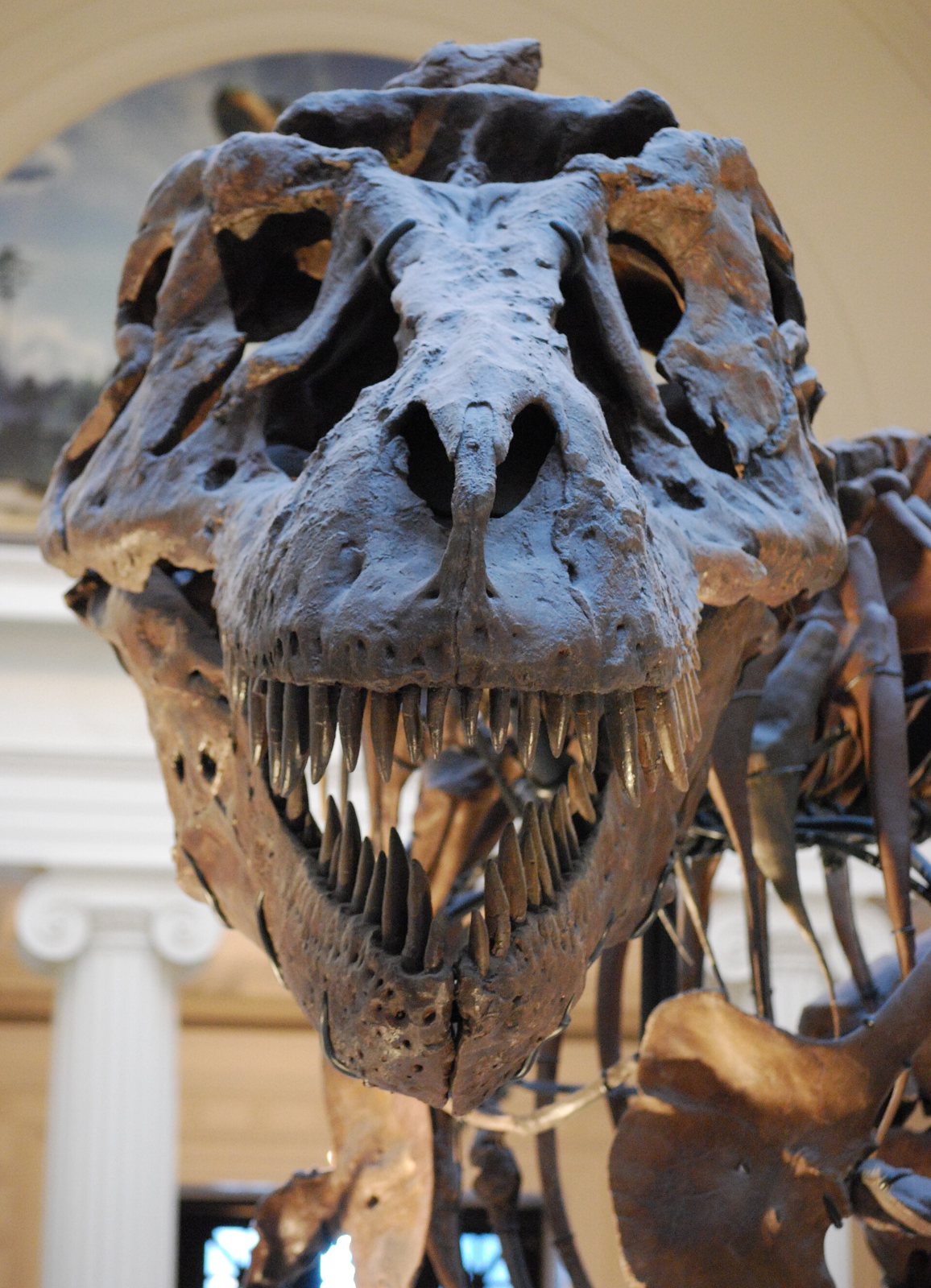 Front close-up of a Tyrannosaurus skull with a row of long teeth, with a white column and the museum hall behind it
