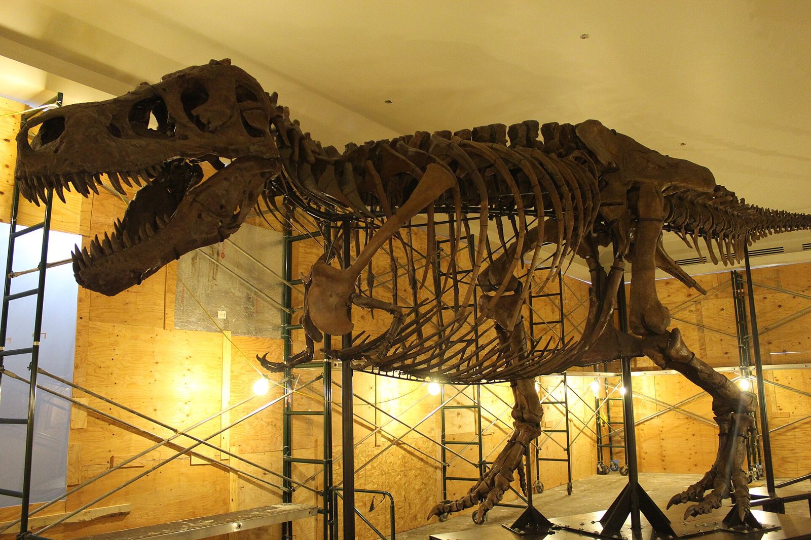 Sue's skeleton mounted in a workshop with scaffolding and plywood walls, head lowered and jaws open