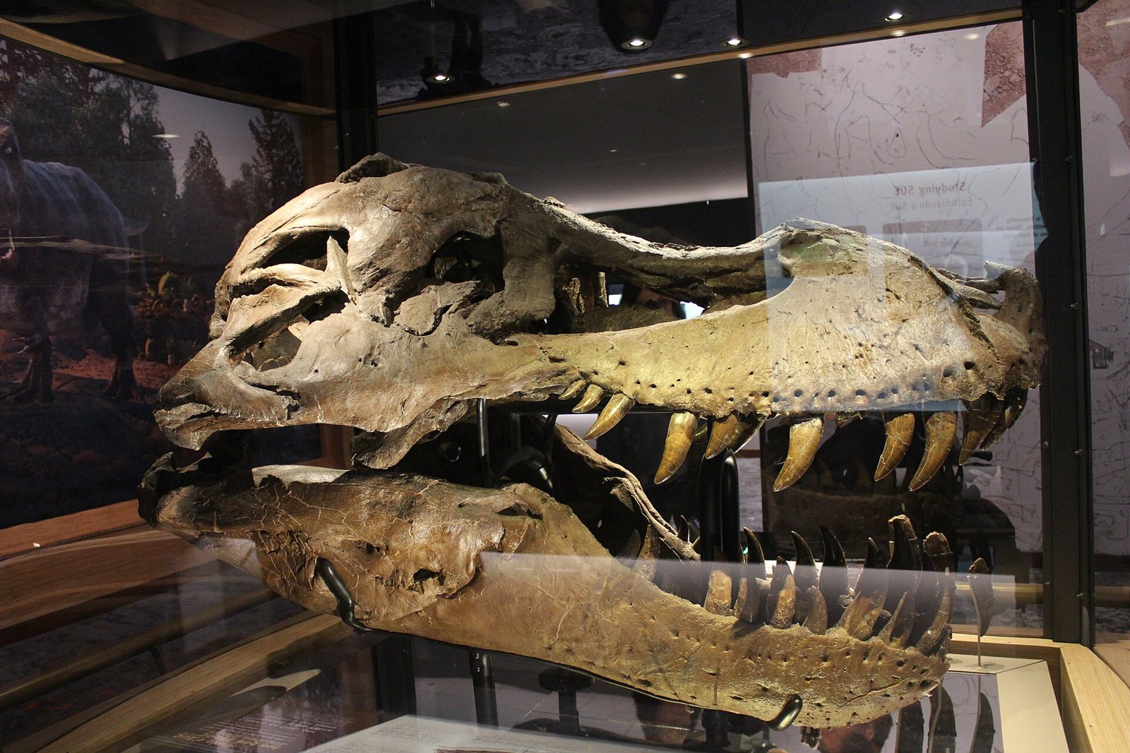 Side view of Sue's real skull in a glass case, with the jawbone below it and several big teeth showing