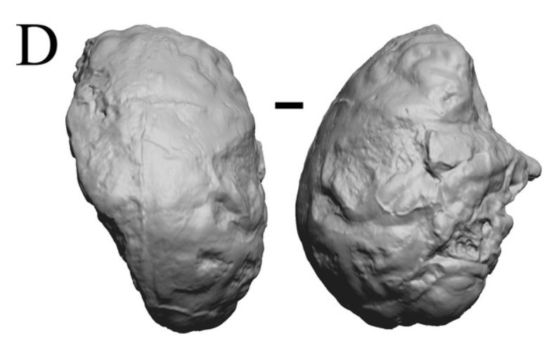 Two grey 3D scans of the Taung 1 endocast side by side, the left a rounded oval seen from above and the right seen from the side with the face region at its edge, marked with the letter D