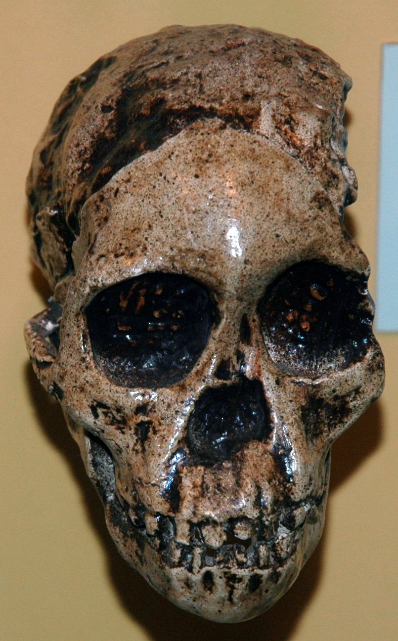 Front view of a replica of the Taung skull: a small child's face with large dark eye sockets, a short nose opening and a row of small teeth, with the brown stone endocast above
